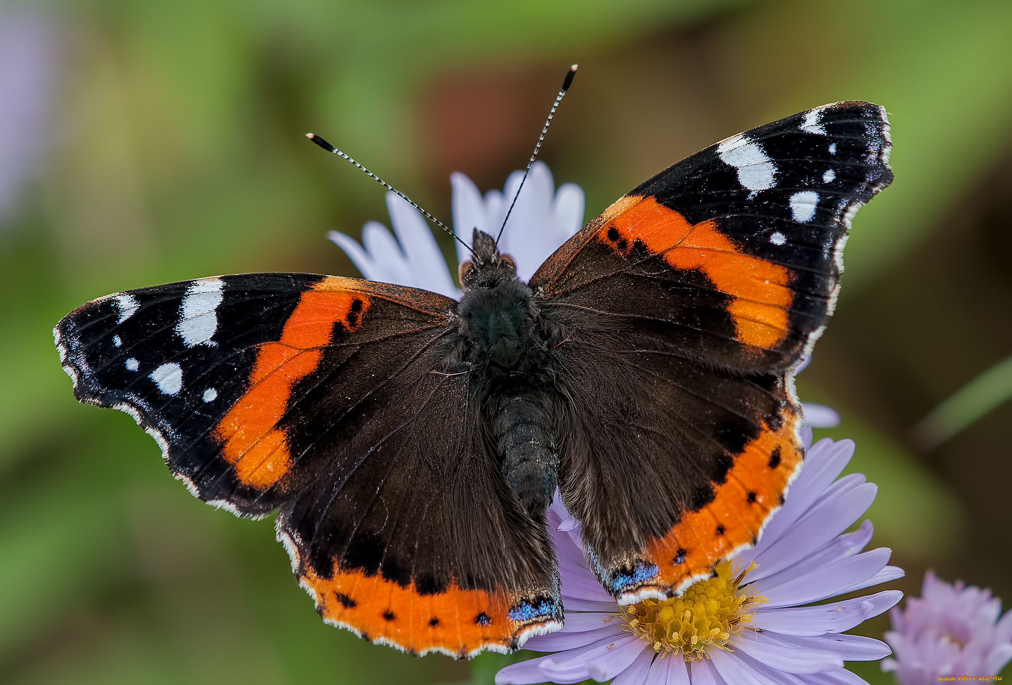 животные, бабочки, , мотыльки, , моли, бабочка