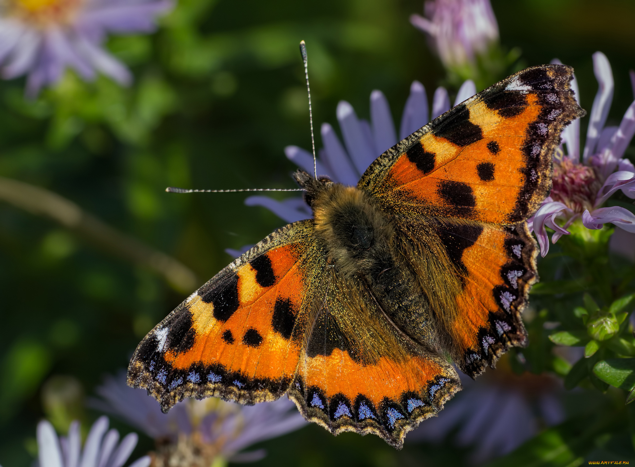 животные, бабочки, , мотыльки, , моли, бабочка