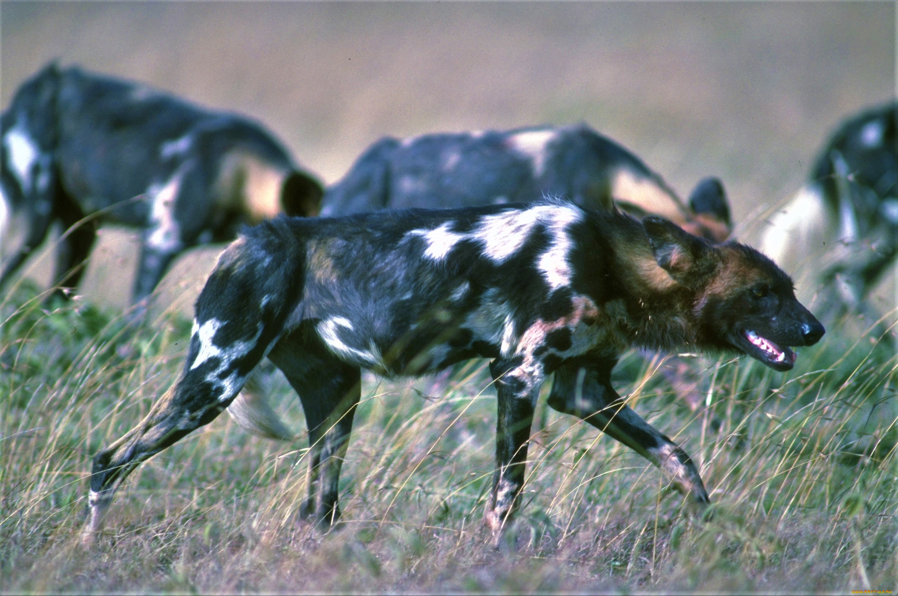 животные, гиены, , гиеновые, собаки, саванна, трава, стая