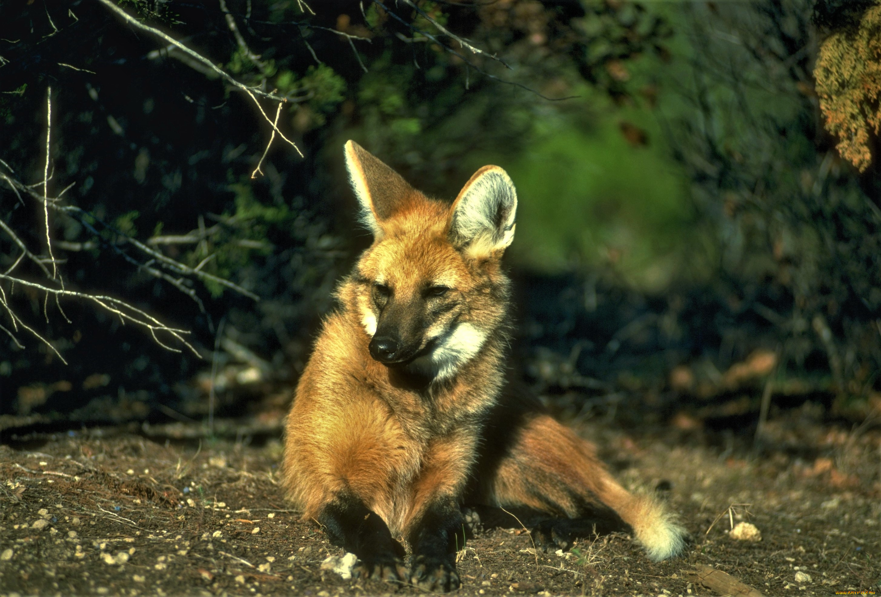 животные, волки, , койоты, , шакалы, земля, кусты, гривастый, волк