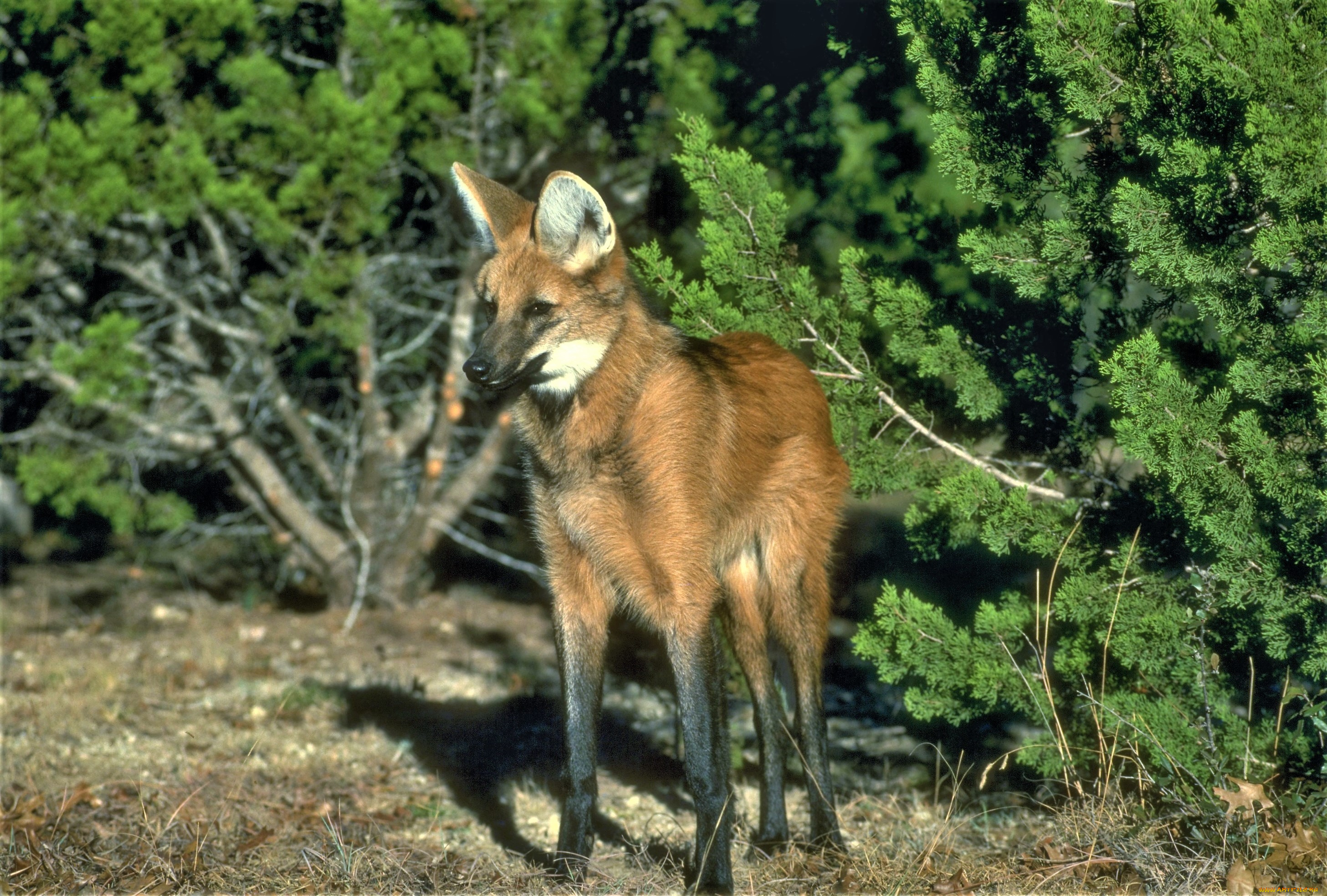 животные, волки, , койоты, , шакалы, кусты, гривастый, волк