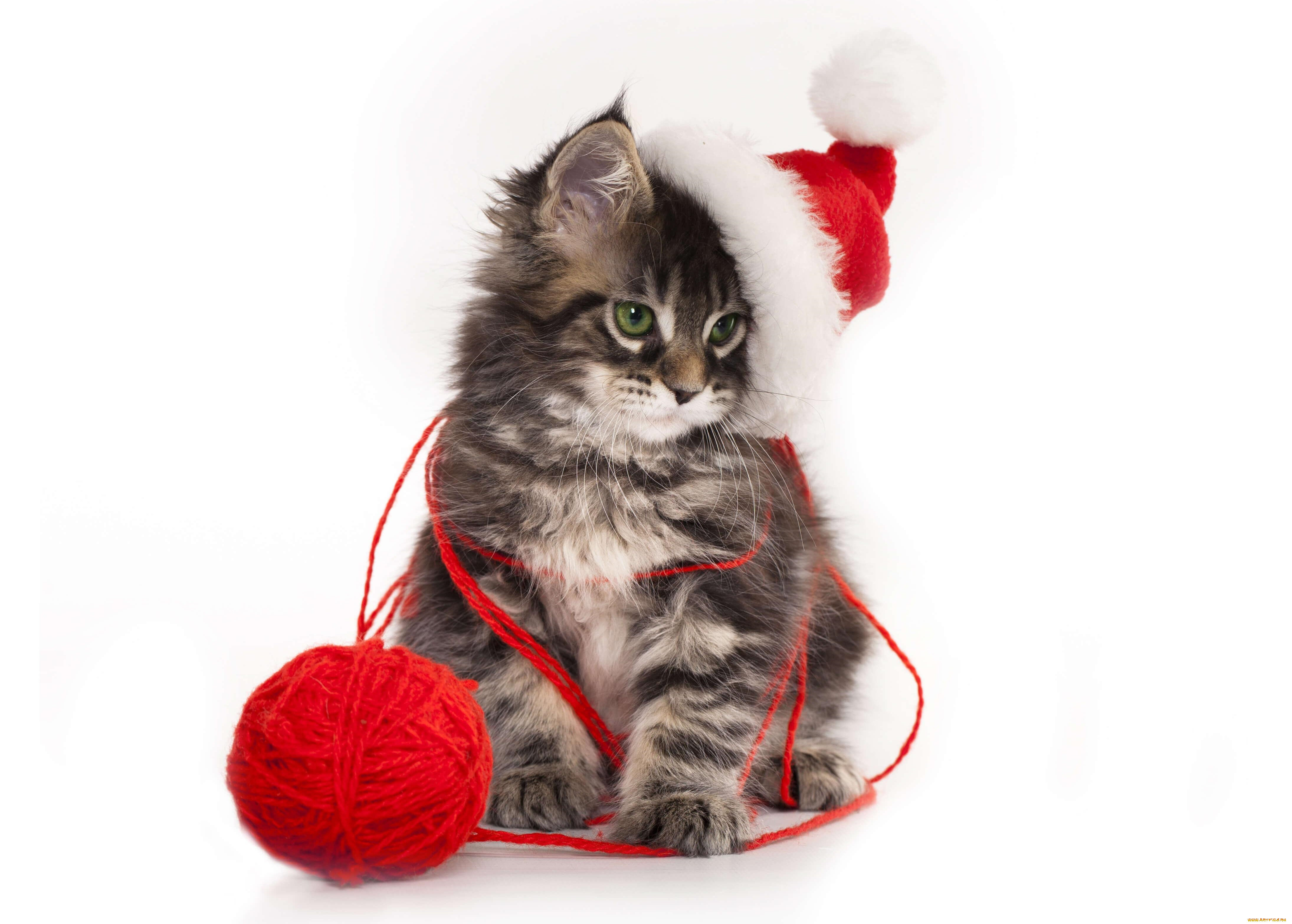 животные, коты, клубок, шапка, котенок