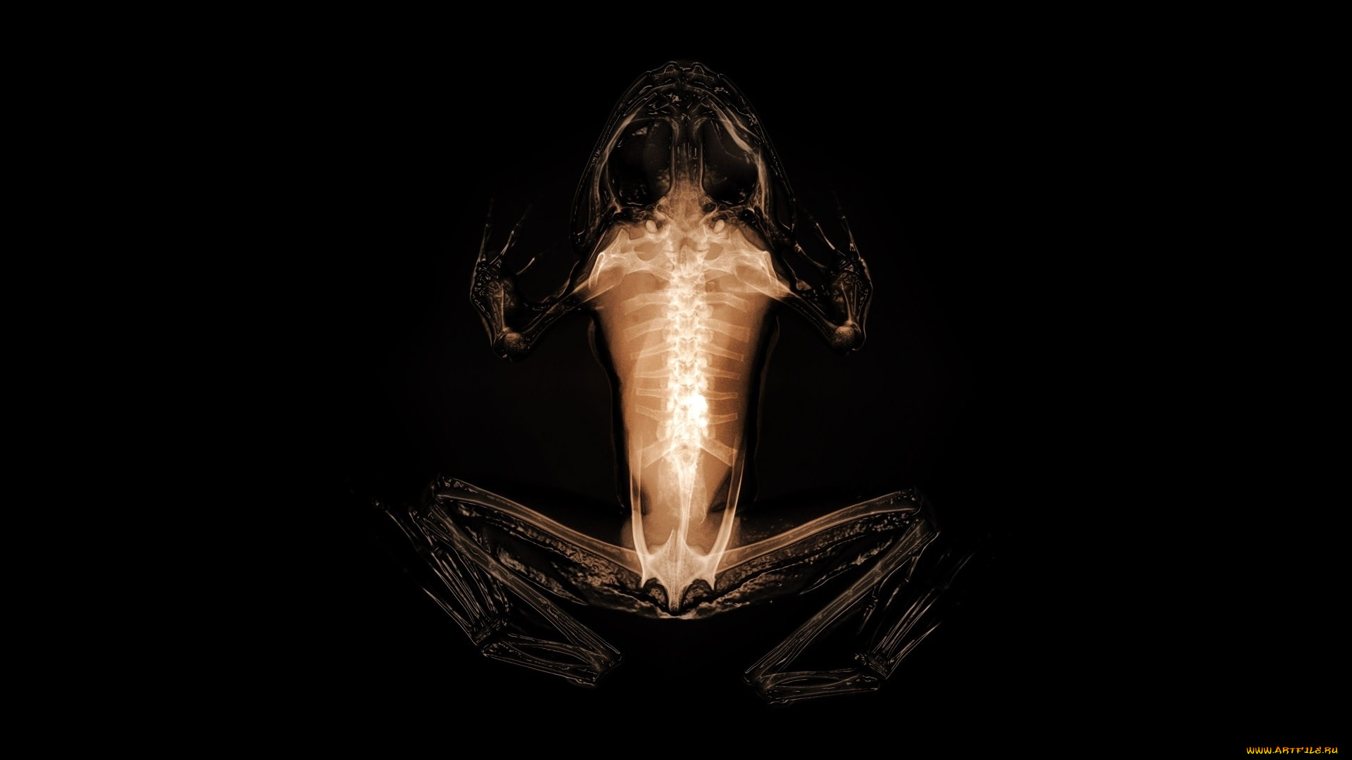 разное, кости, , рентген, лягушка