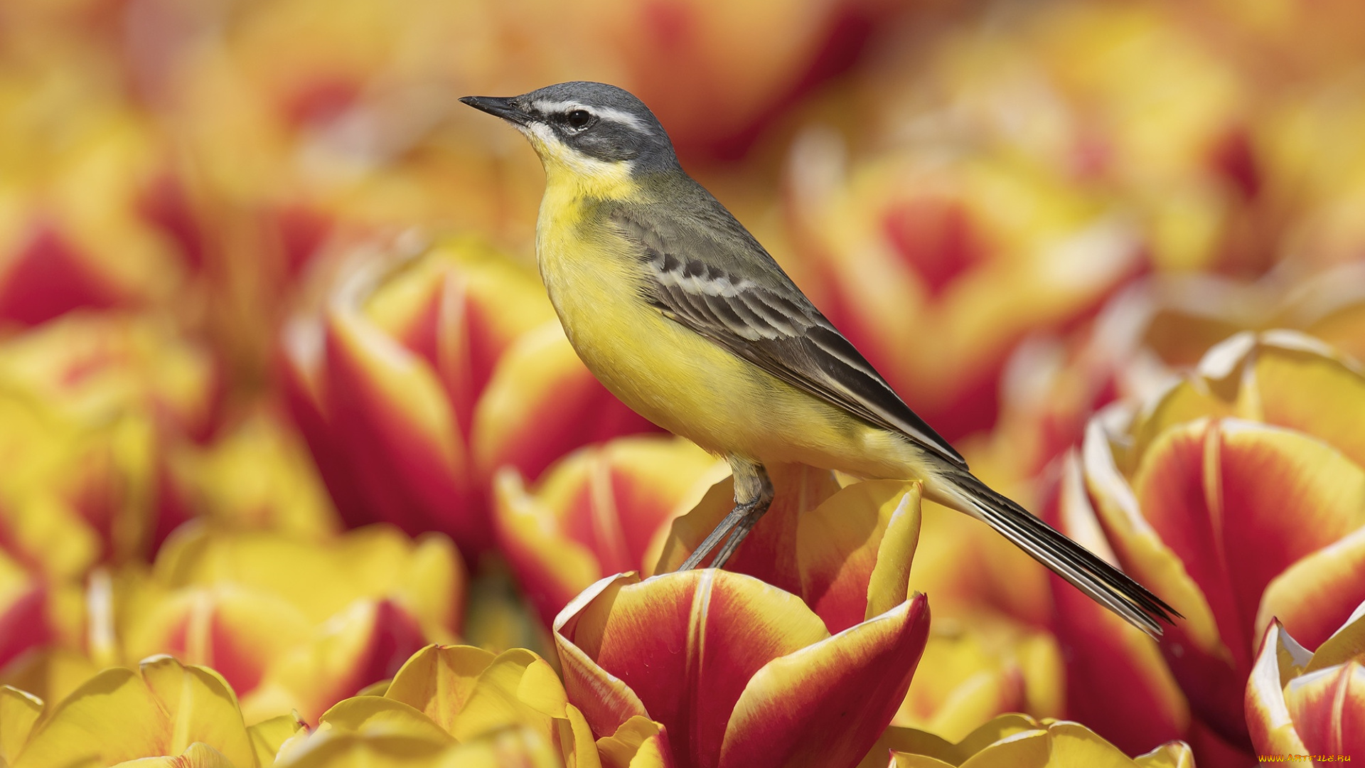 животные, -, другое, цветы, птица, желтые, тюльпаны, красные, иволга