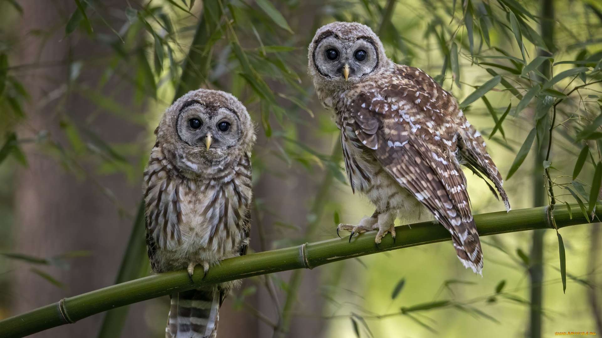 животные, совы, взгляд, листья, птицы, ветки, сова, пара, неясыть, две