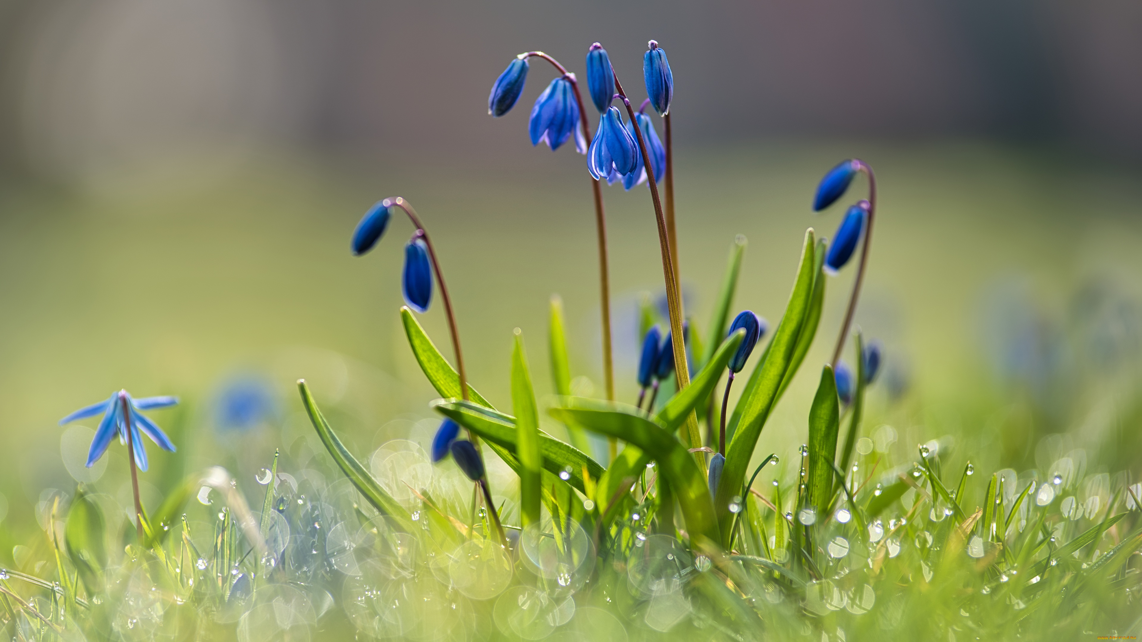 цветы, подснежники, , белоцветники, , пролески, пролеска