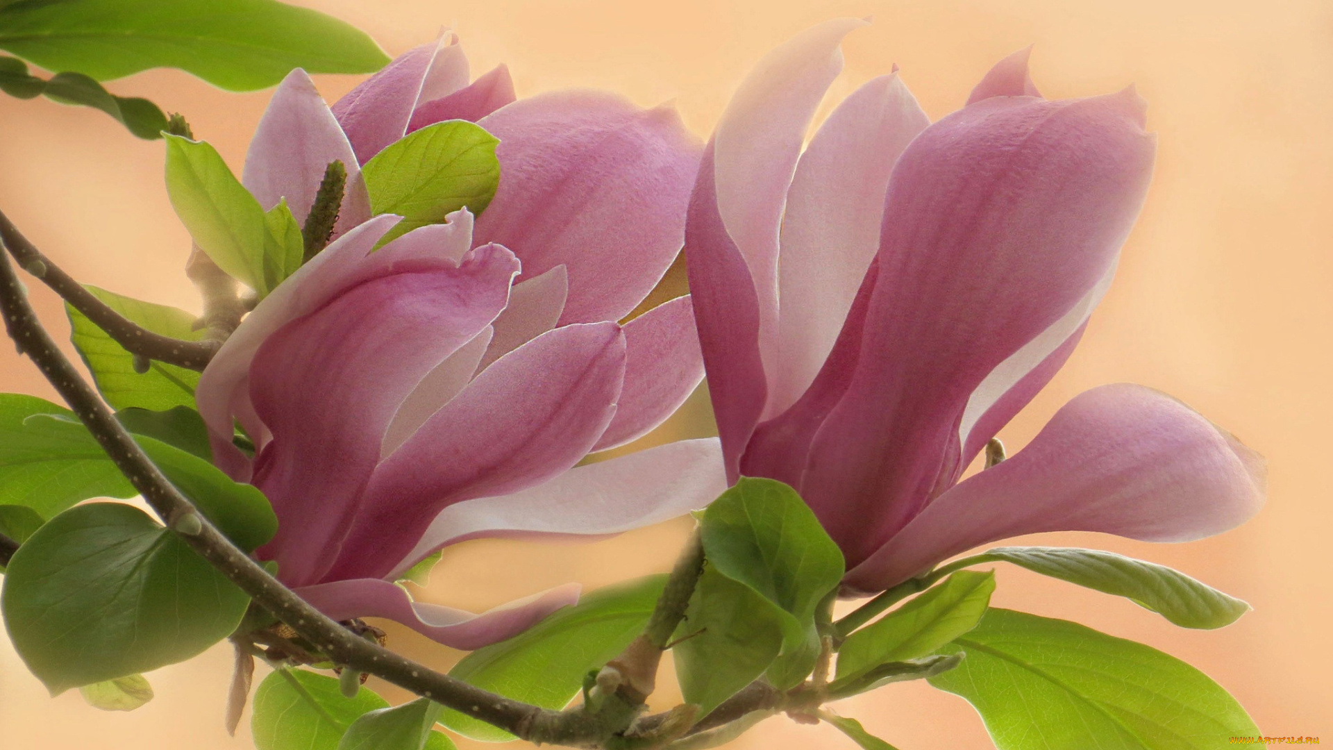 цветы, магнолии, розовая, магнолия, куст, бутоны, макро
