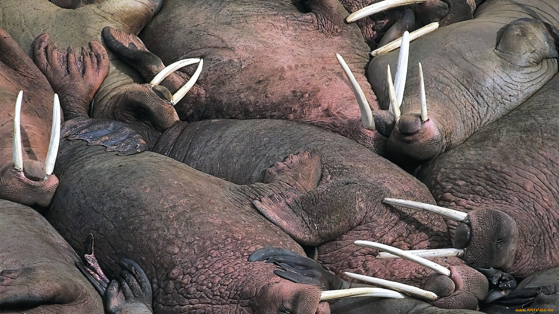 животные, моржи, лежбище