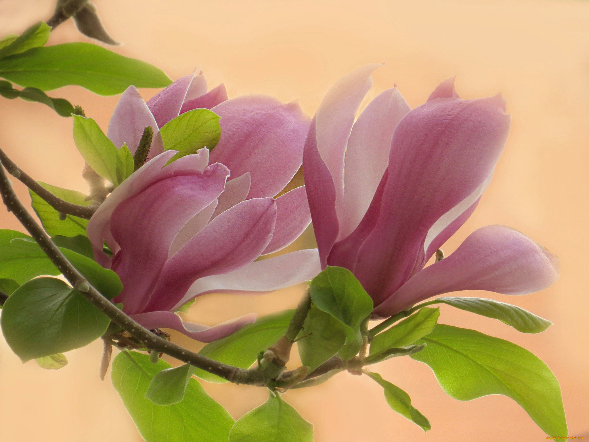 цветы, магнолии, розовая, магнолия, куст, бутоны, макро
