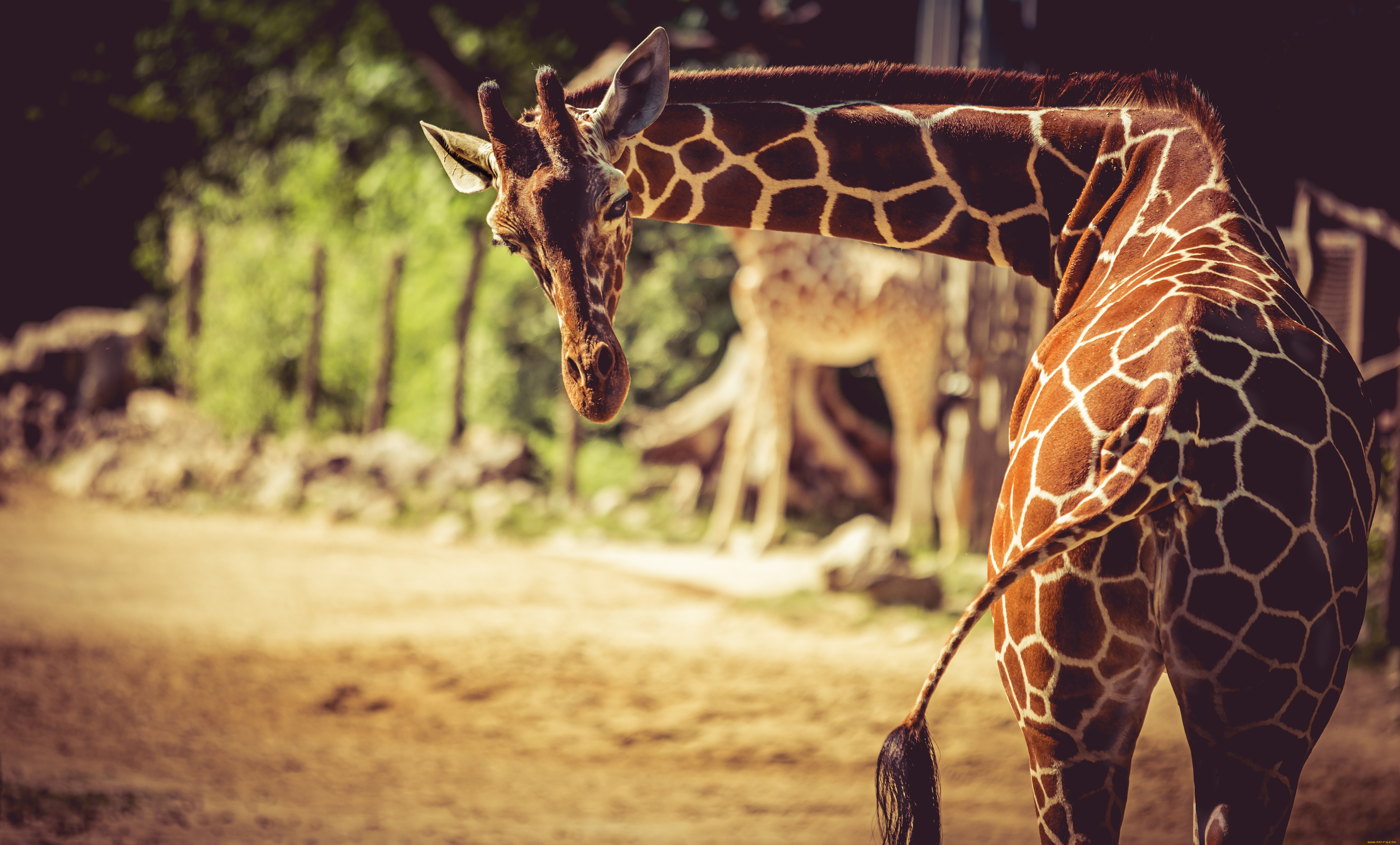 животные, жирафы, жираф