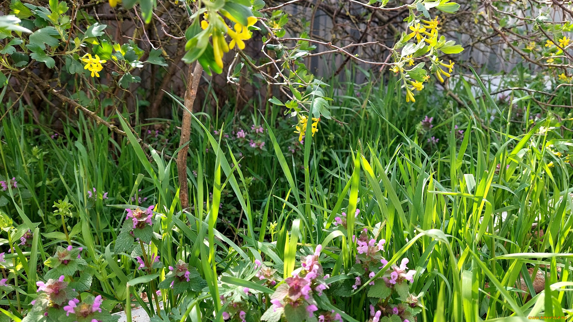 цветы, разные, вместе, черная, смородина