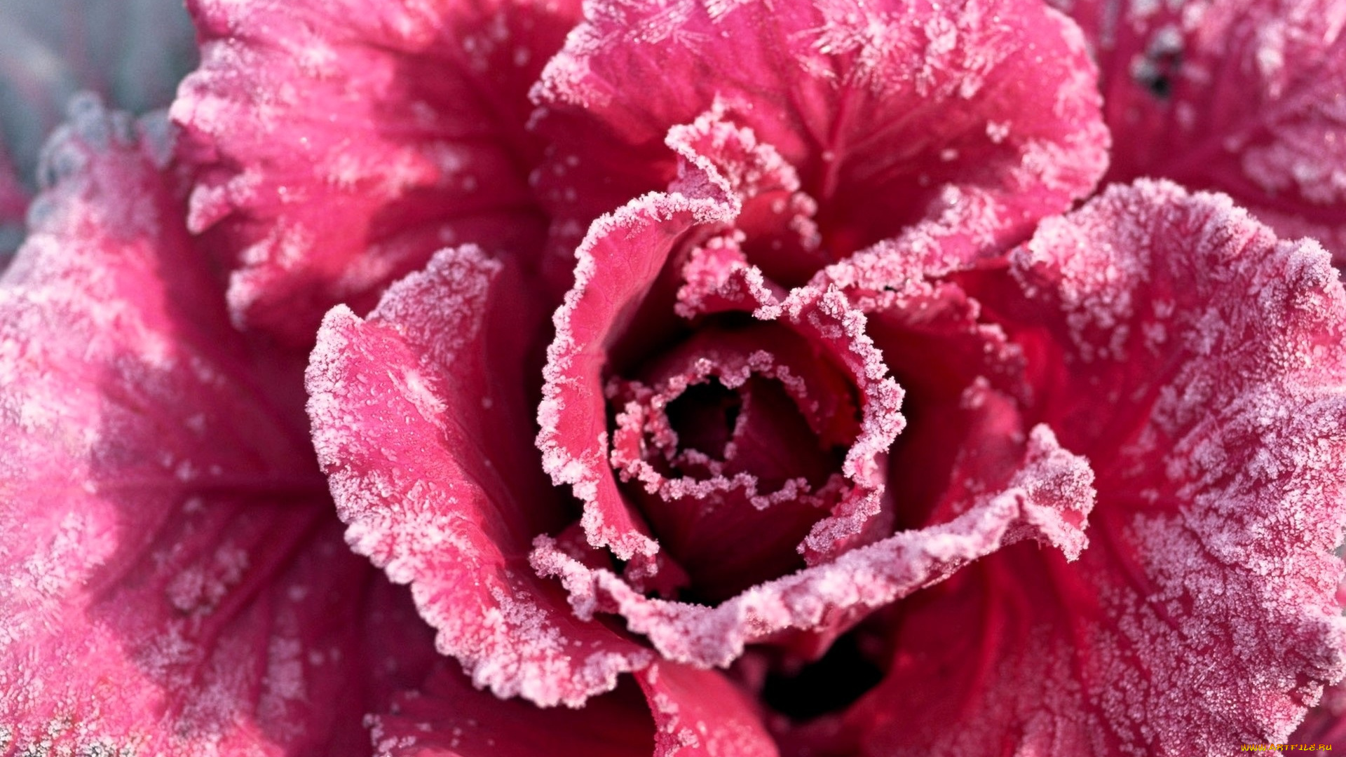 цветы, розы, роза, красная, иней