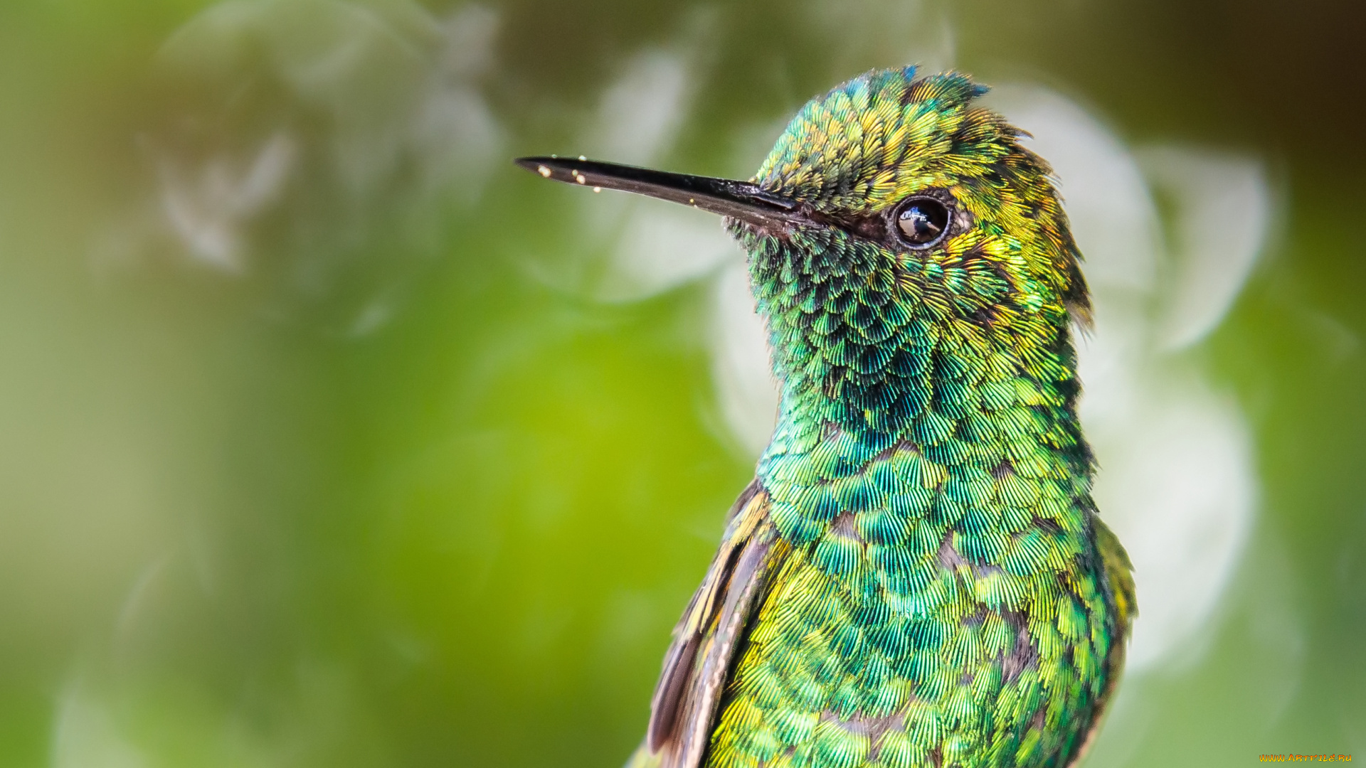 животные, колибри