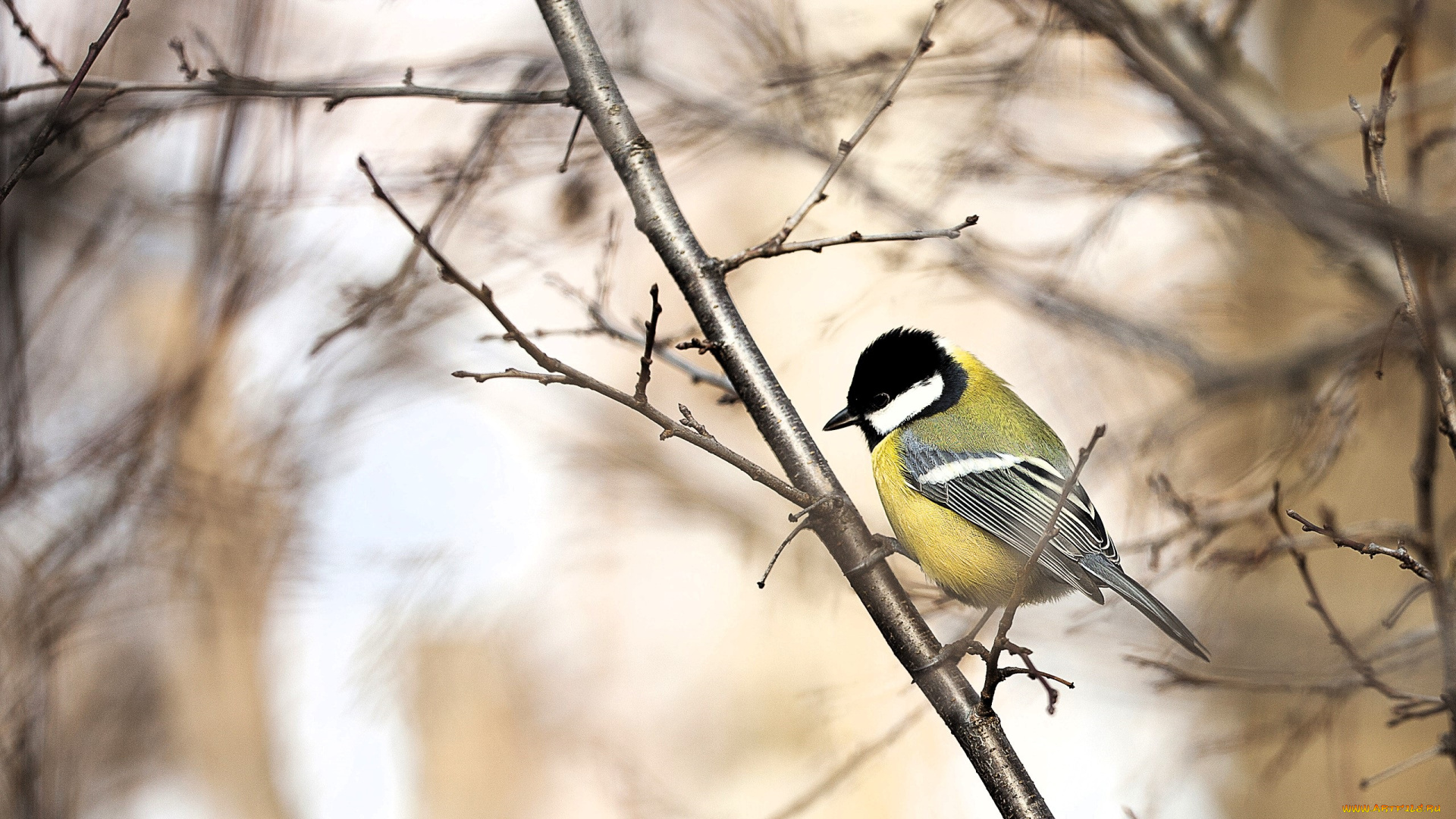 животные, синицы, , лазоревки, синица, дерево, ветки