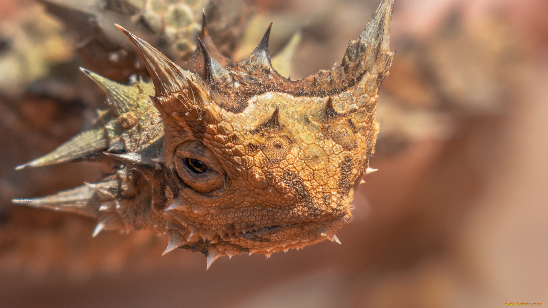 животные, ящерицы, , игуаны, , вараны, молох