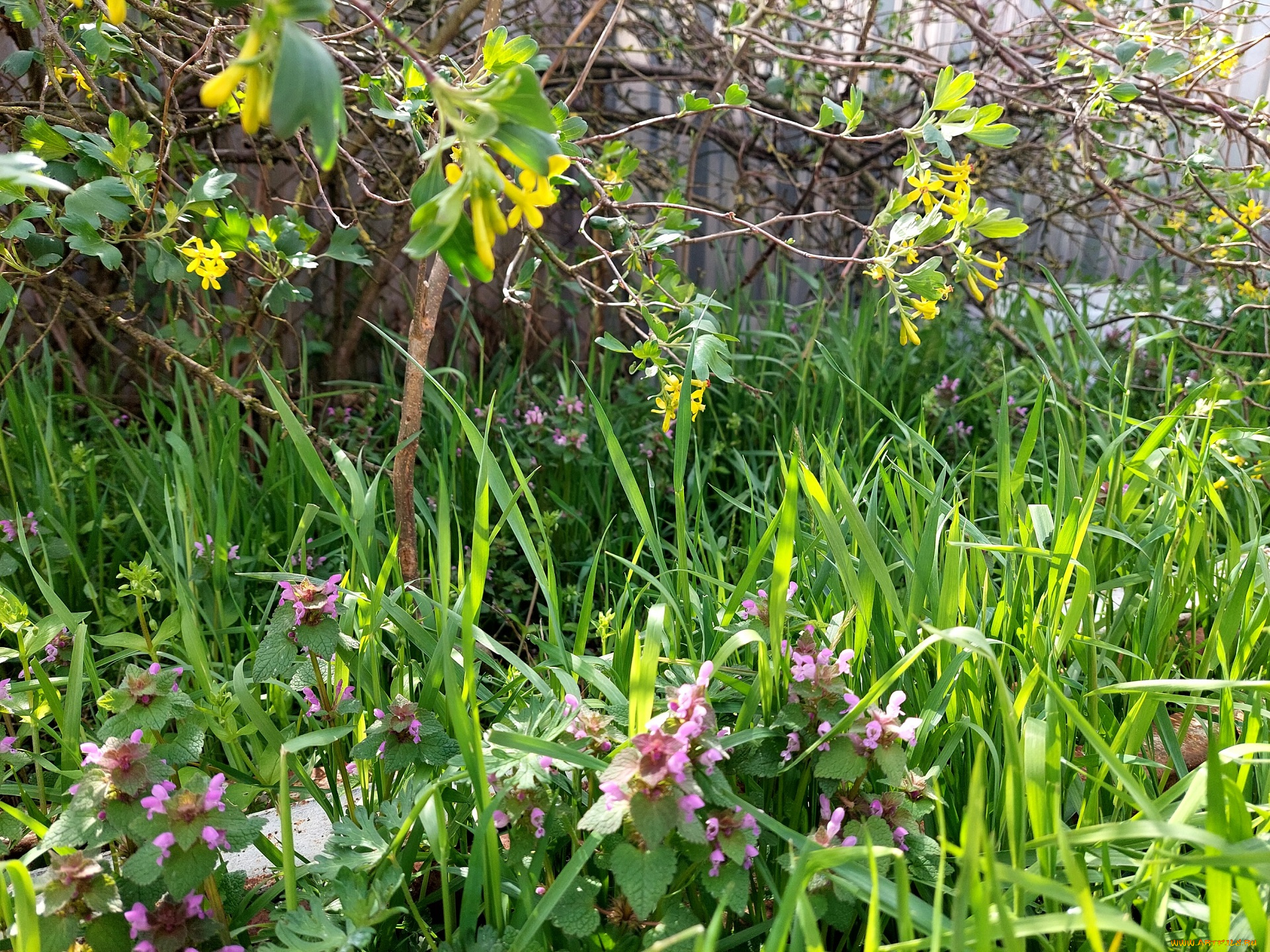 цветы, разные, вместе, черная, смородина