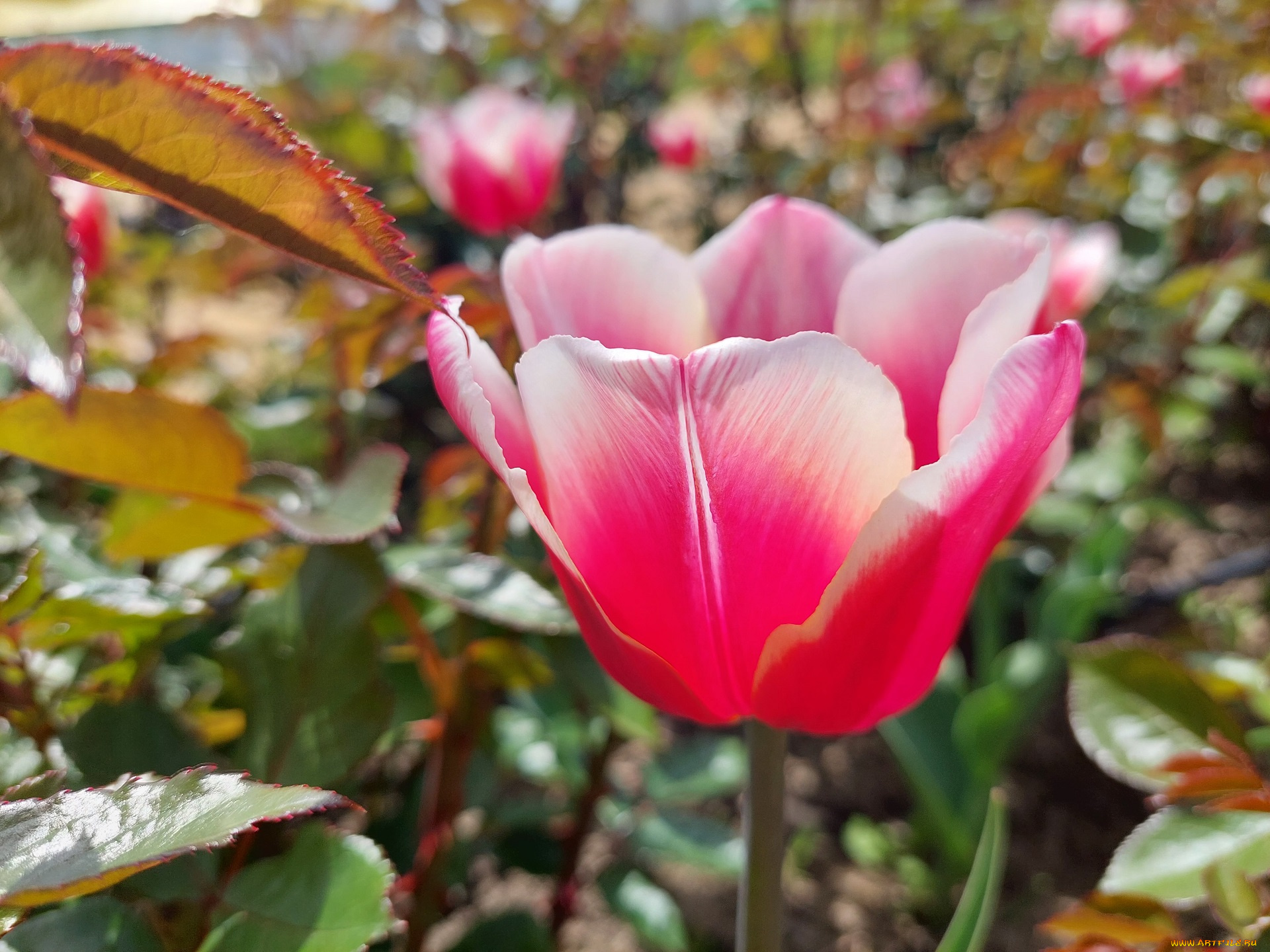 цветы, тюльпаны, тюльпан