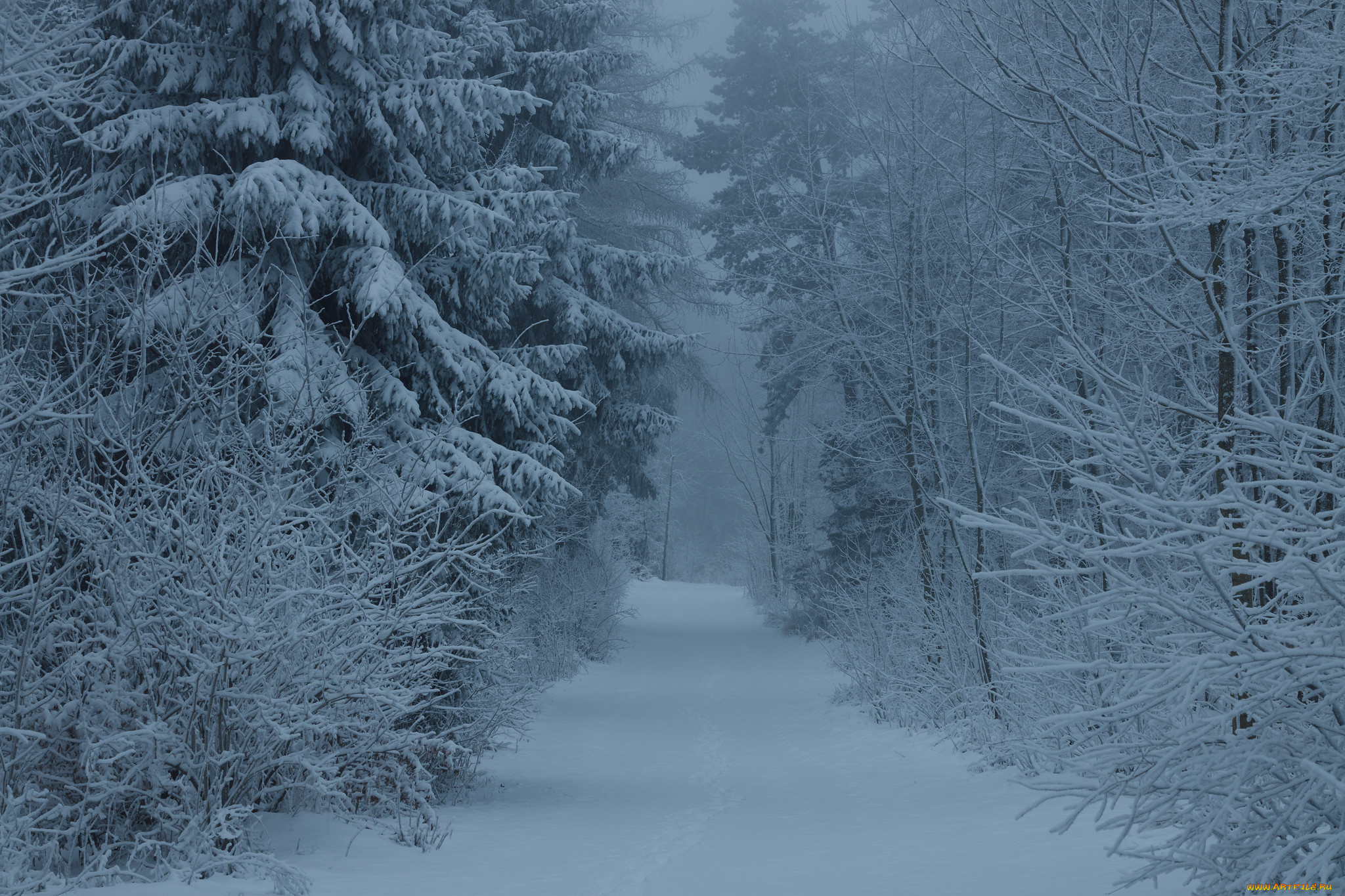 природа, зима, снег