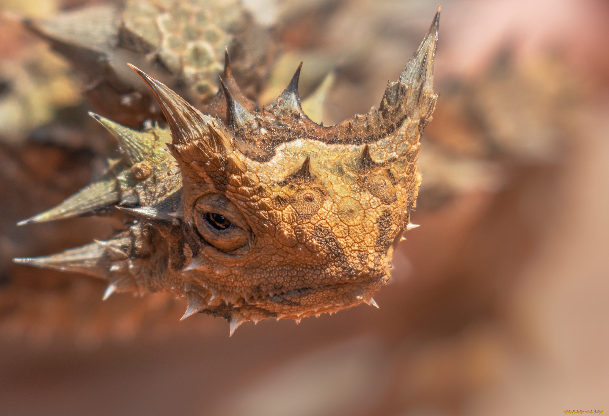 животные, ящерицы, , игуаны, , вараны, молох