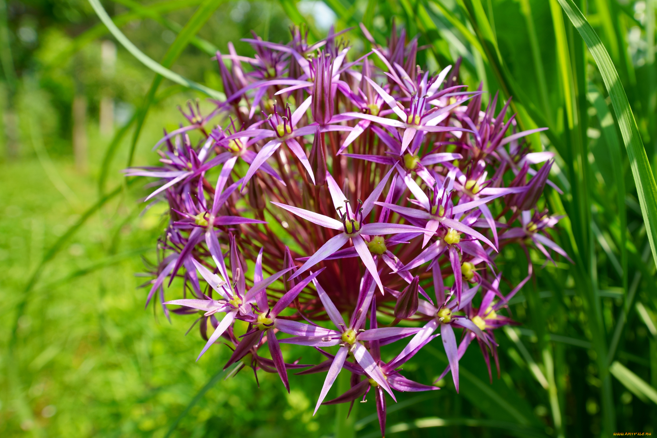 цветы, аллиум, , декоративный, лук, сиреневые