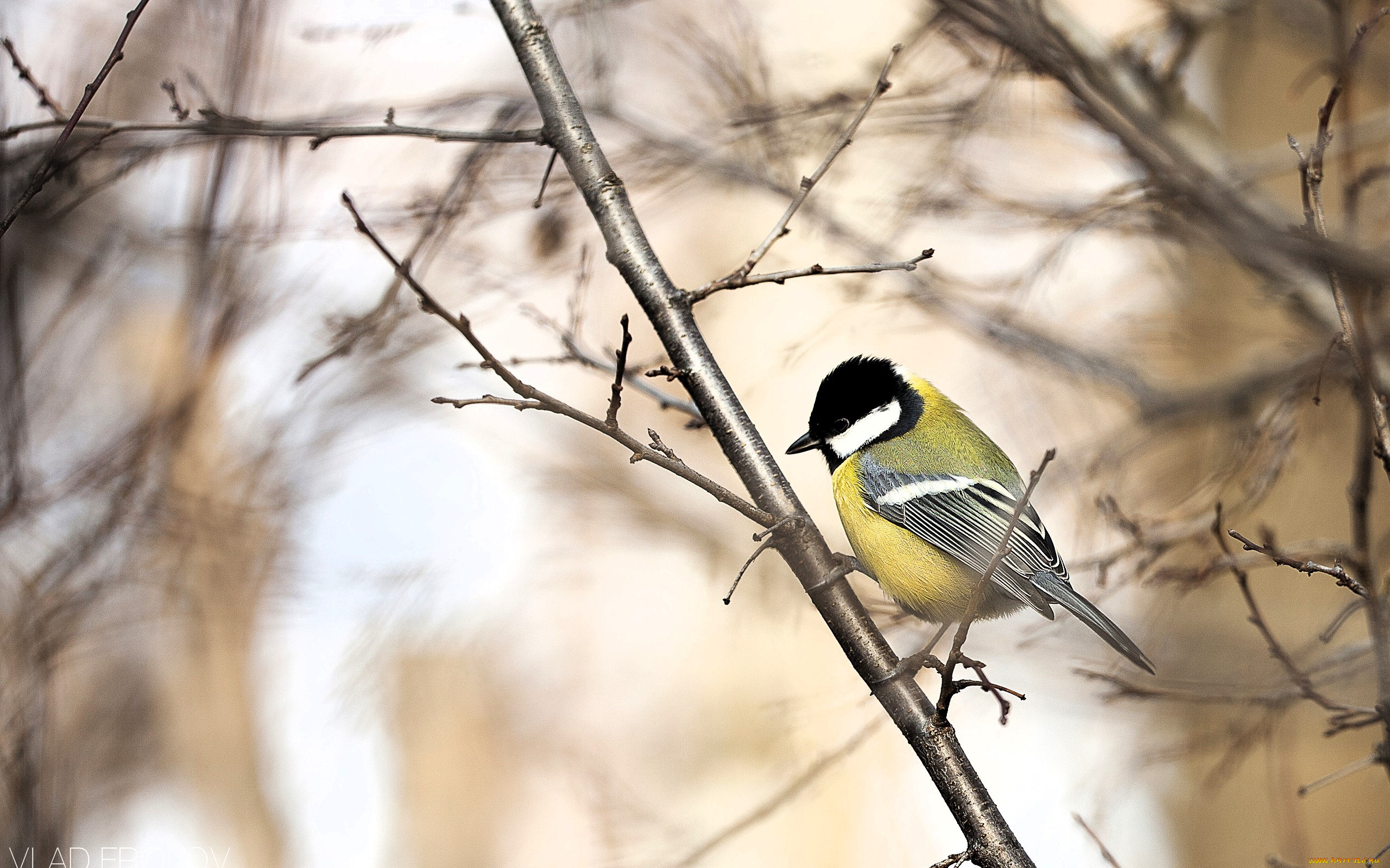 животные, синицы, , лазоревки, синица, дерево, ветки