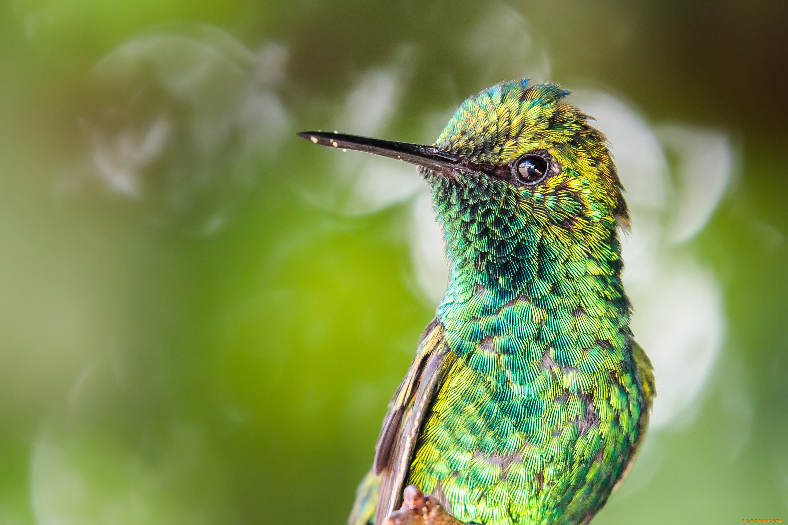 животные, колибри