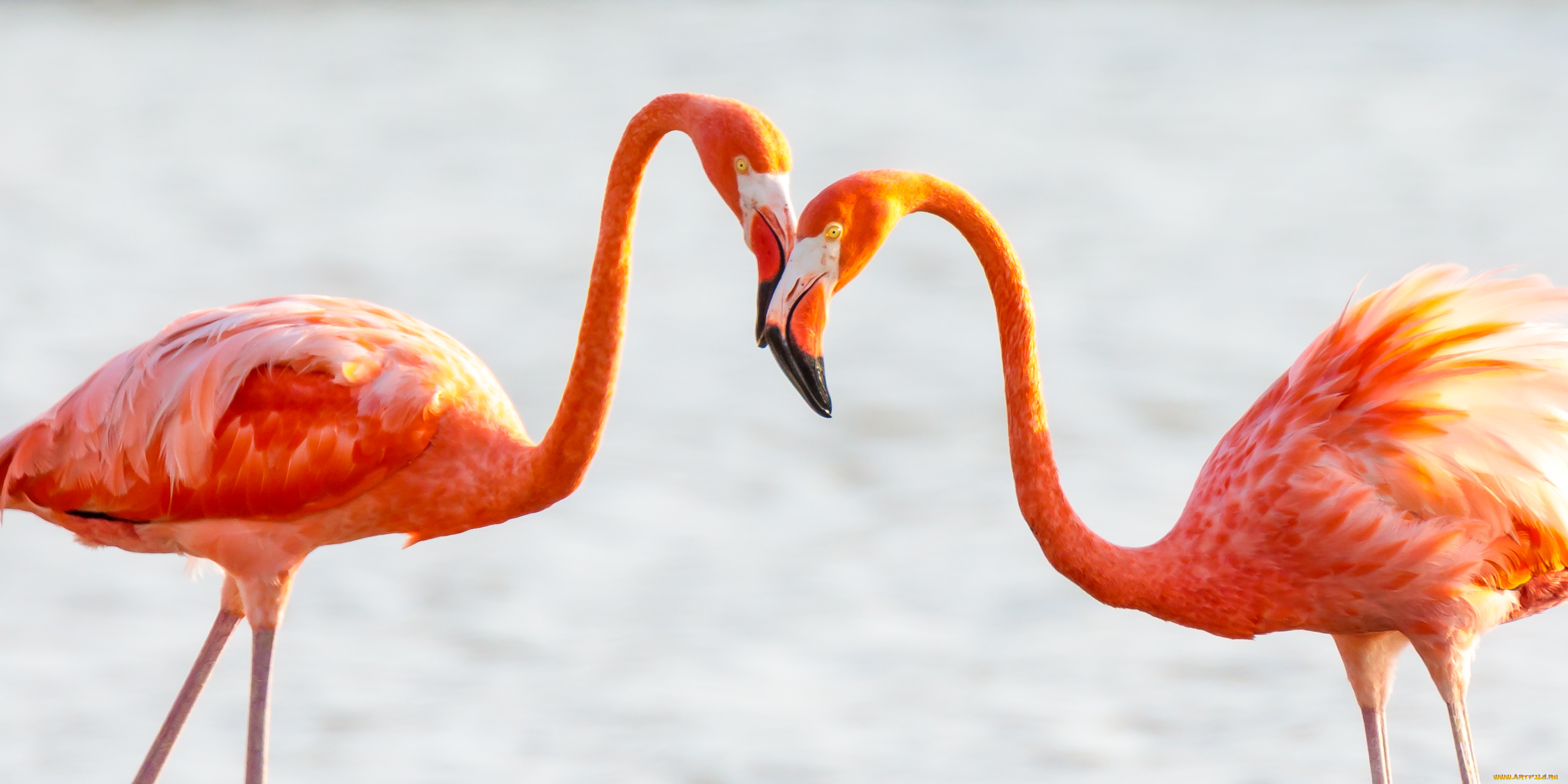 животные, фламинго