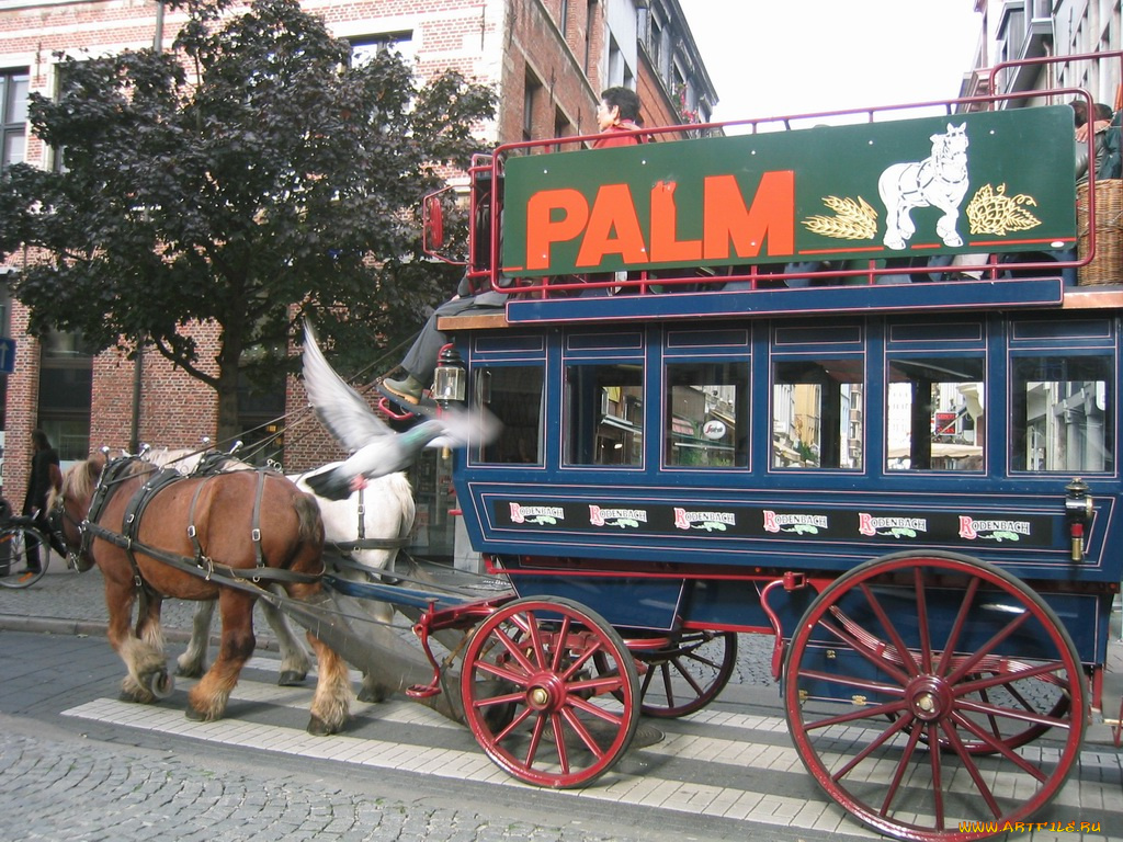 antwerp, разное, транспортные, средства, магистрали, улица, телега, лошадь, колесо, голубь, дерево, езда, повозка, надпись, зебра, дорога