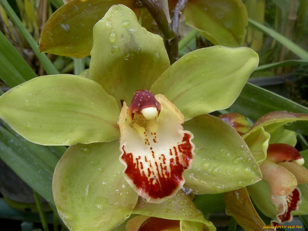 цветы, орхидеи