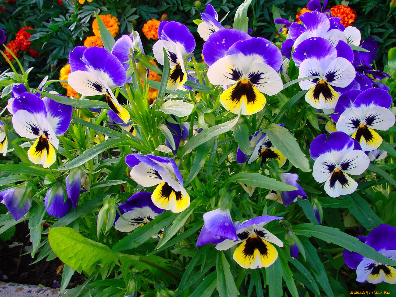 цветы, анютины, глазки, садовые, фиалки