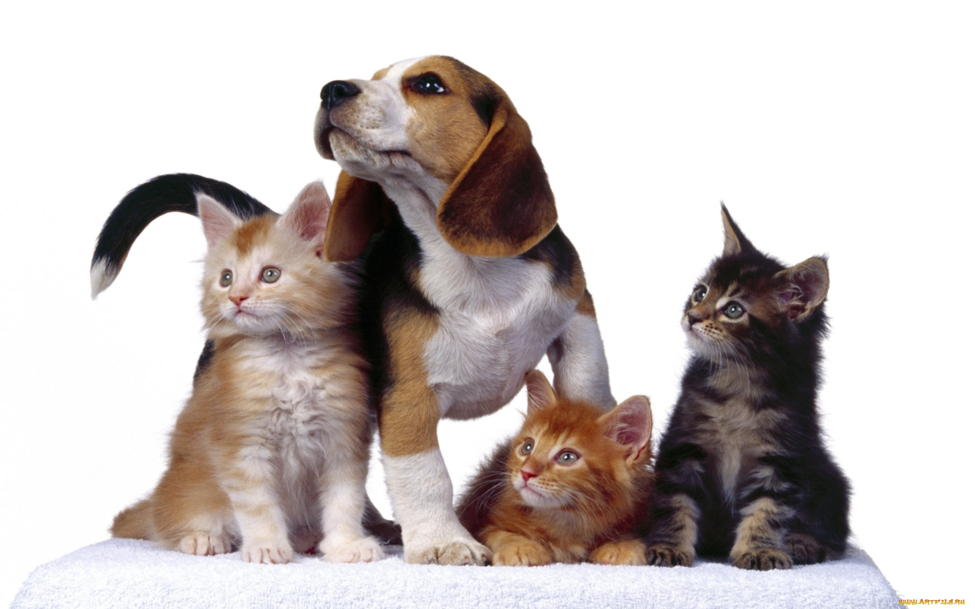 животные, разные, вместе