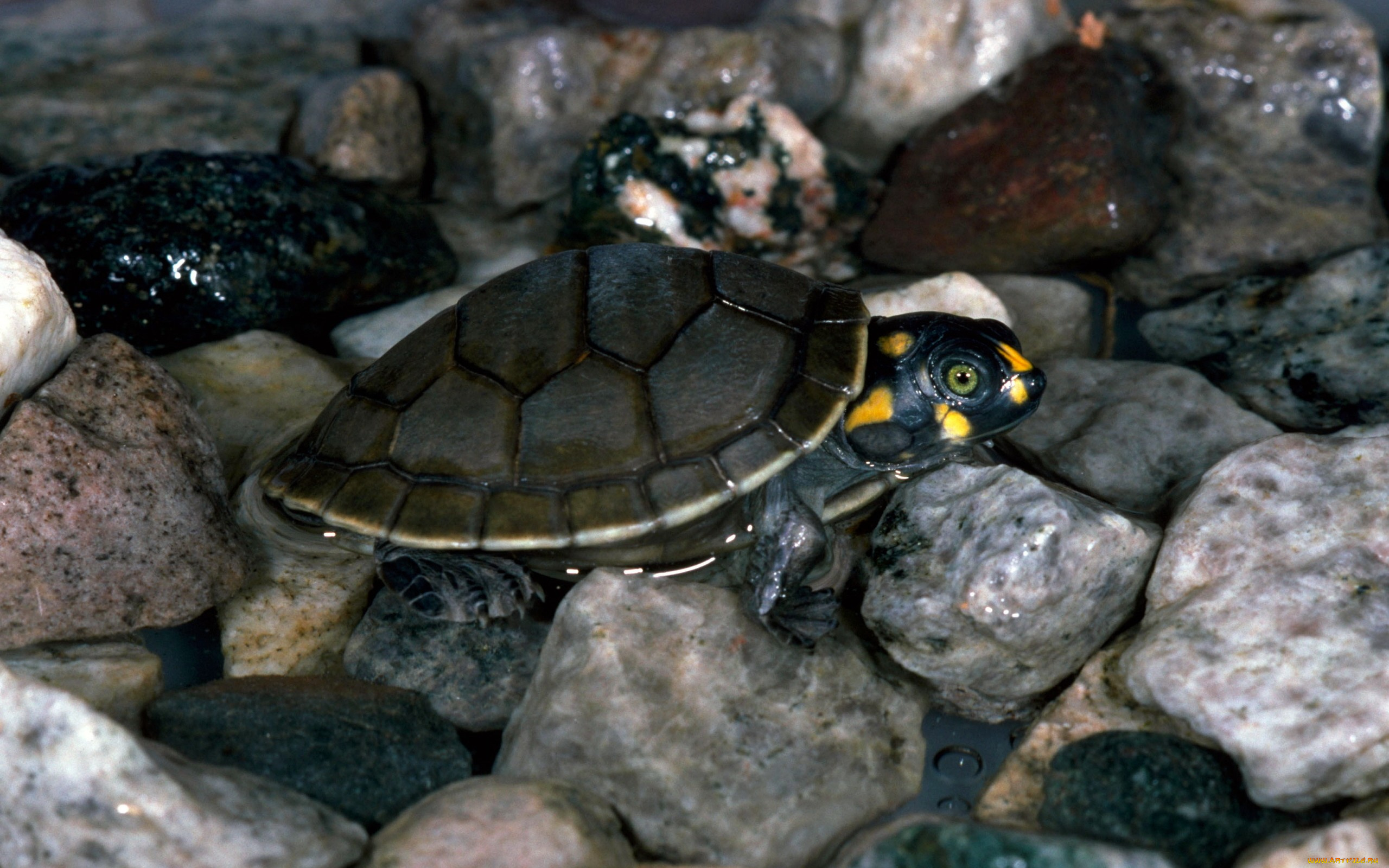 животные, Черепахи