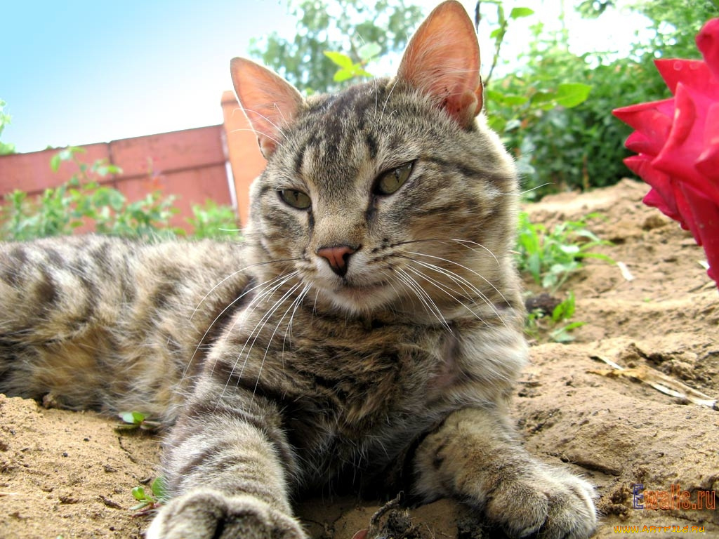 животные, коты