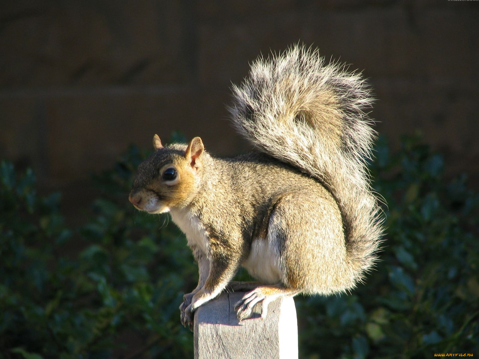 животные, белки