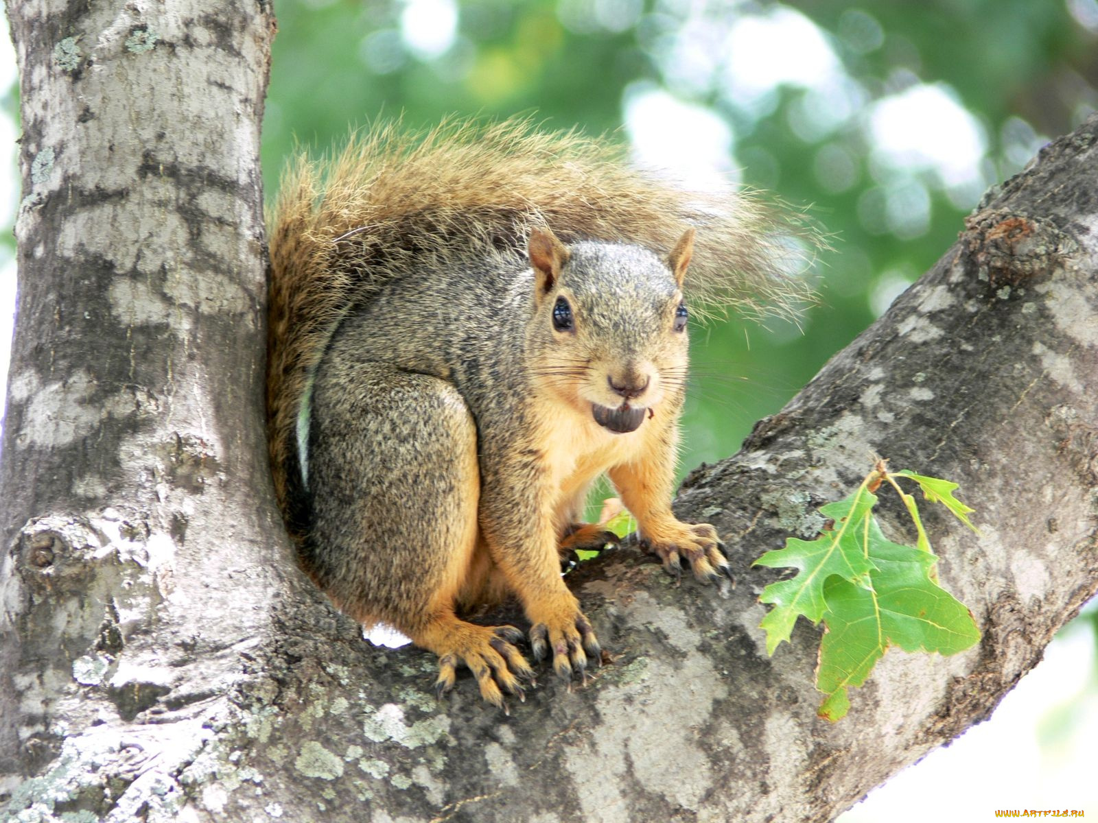 животные, белки
