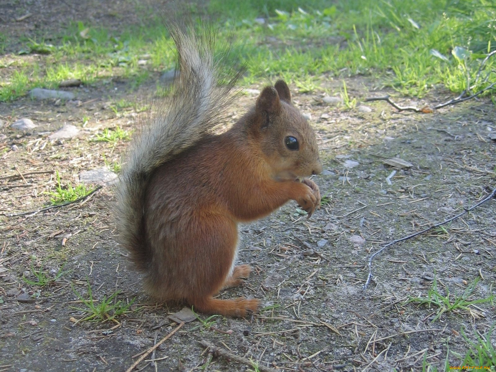 животные, белки