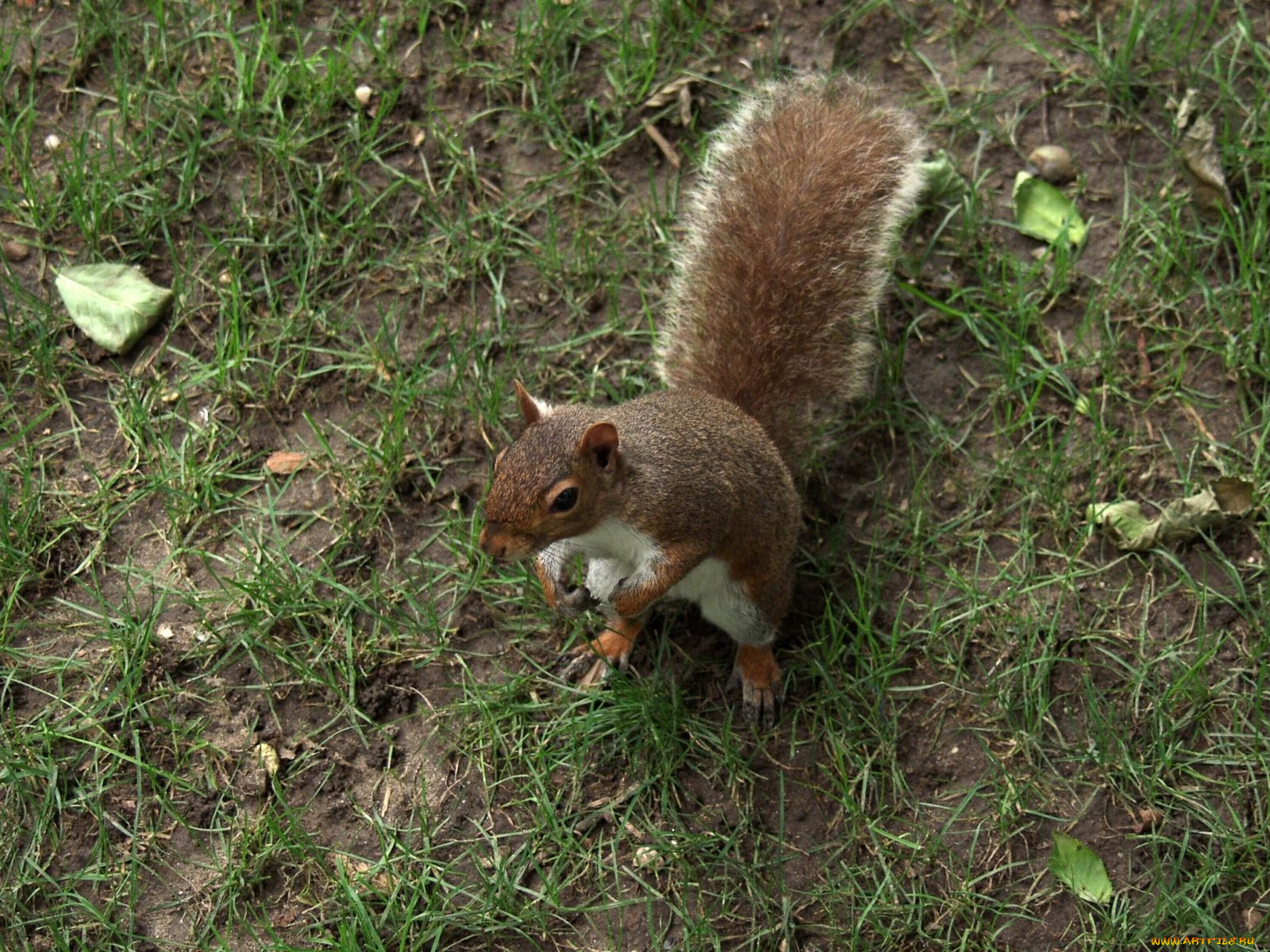 животные, белки