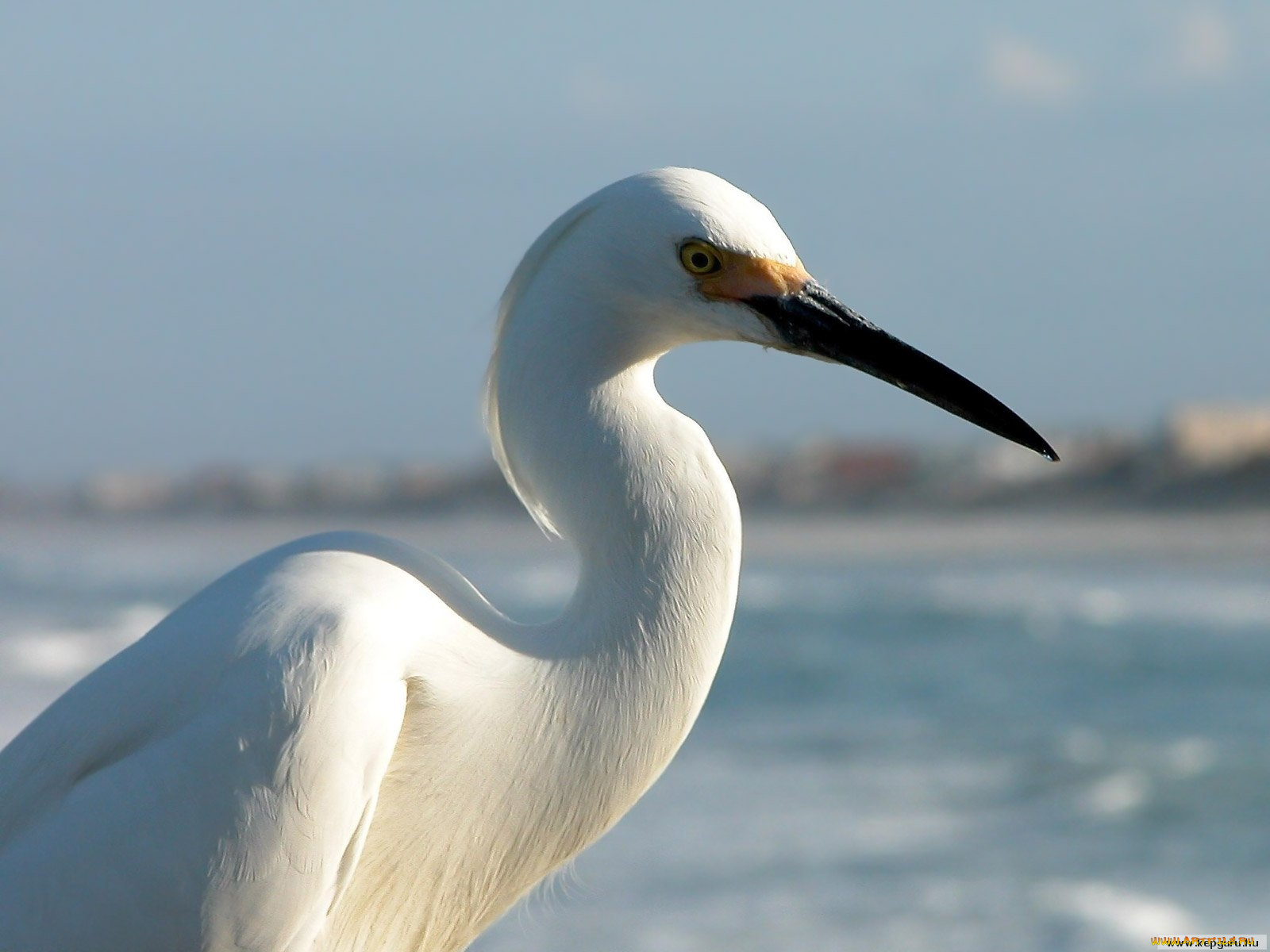 животные, цапли