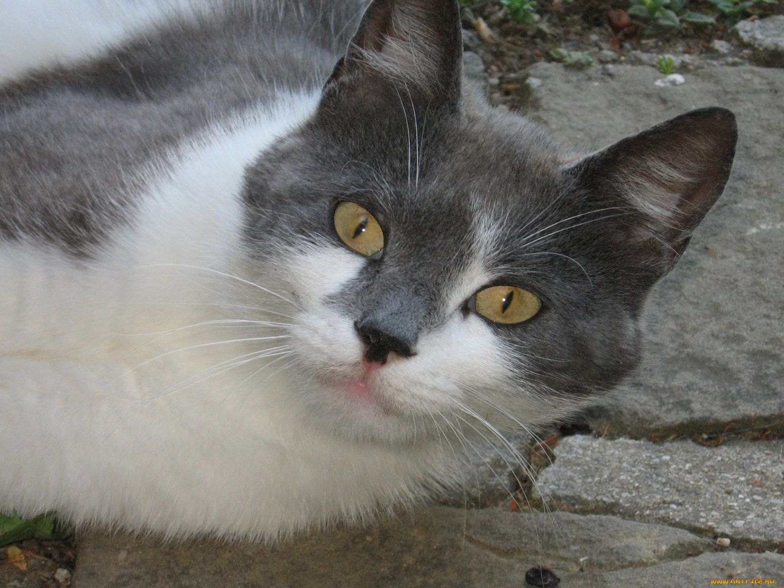 животные, коты