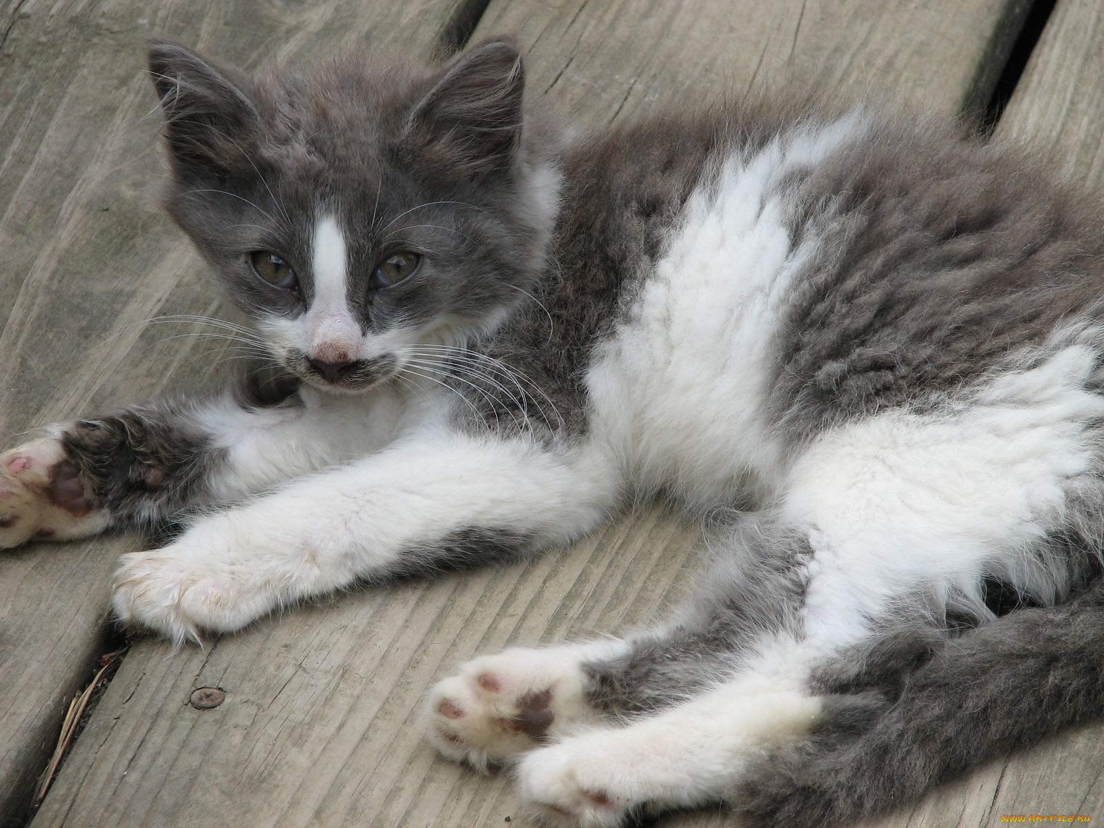 животные, коты