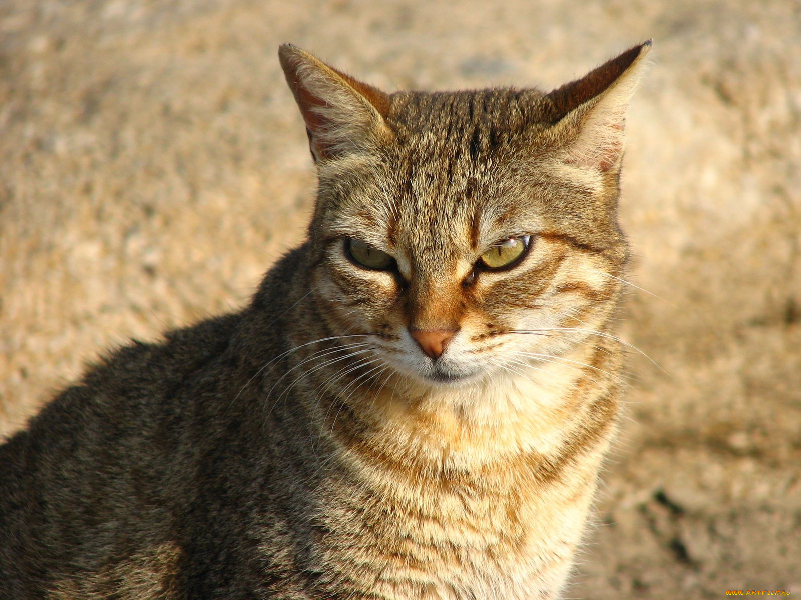 животные, коты