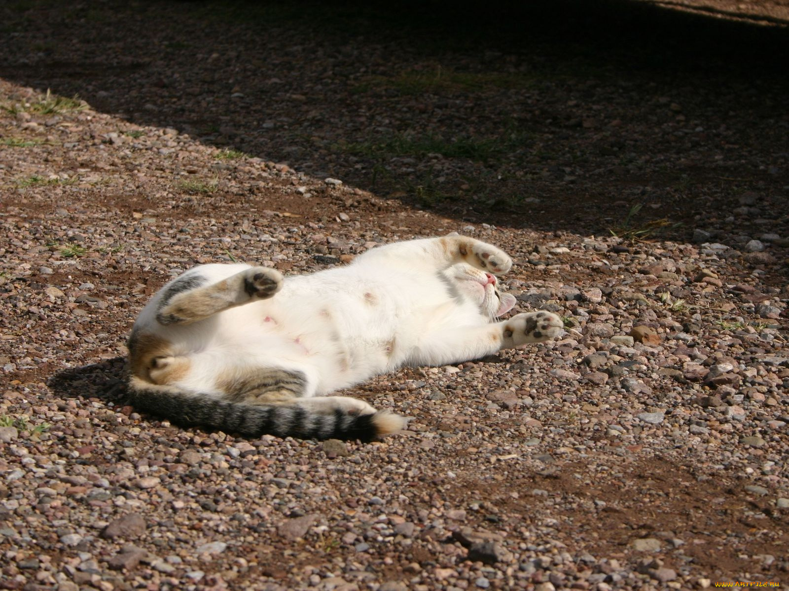 животные, коты