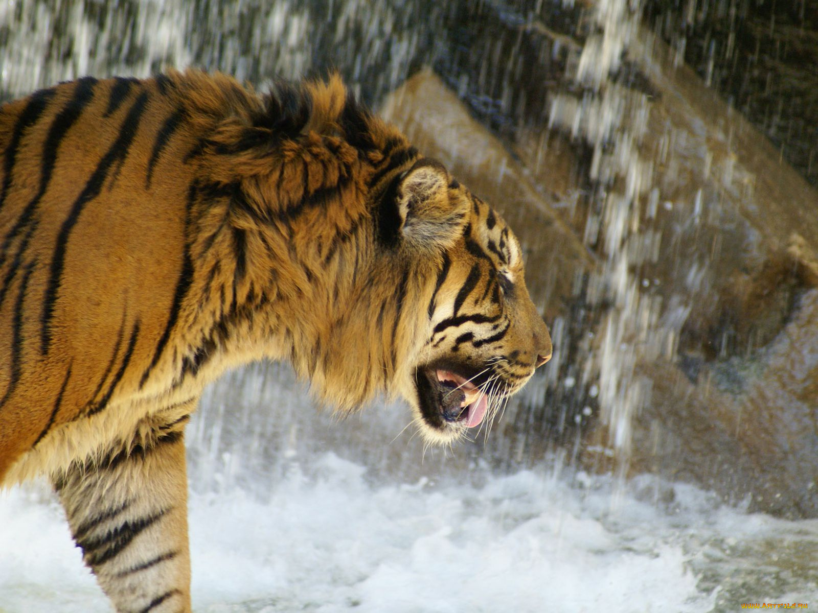 животные, тигры