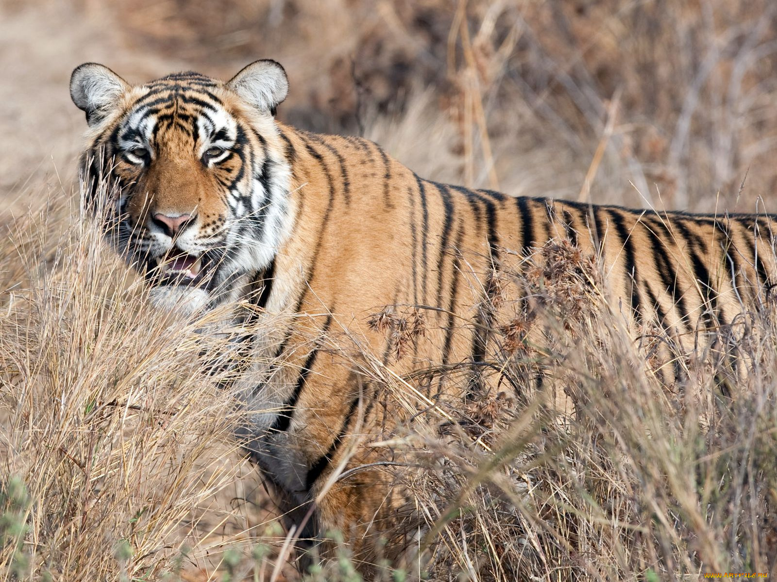 животные, тигры