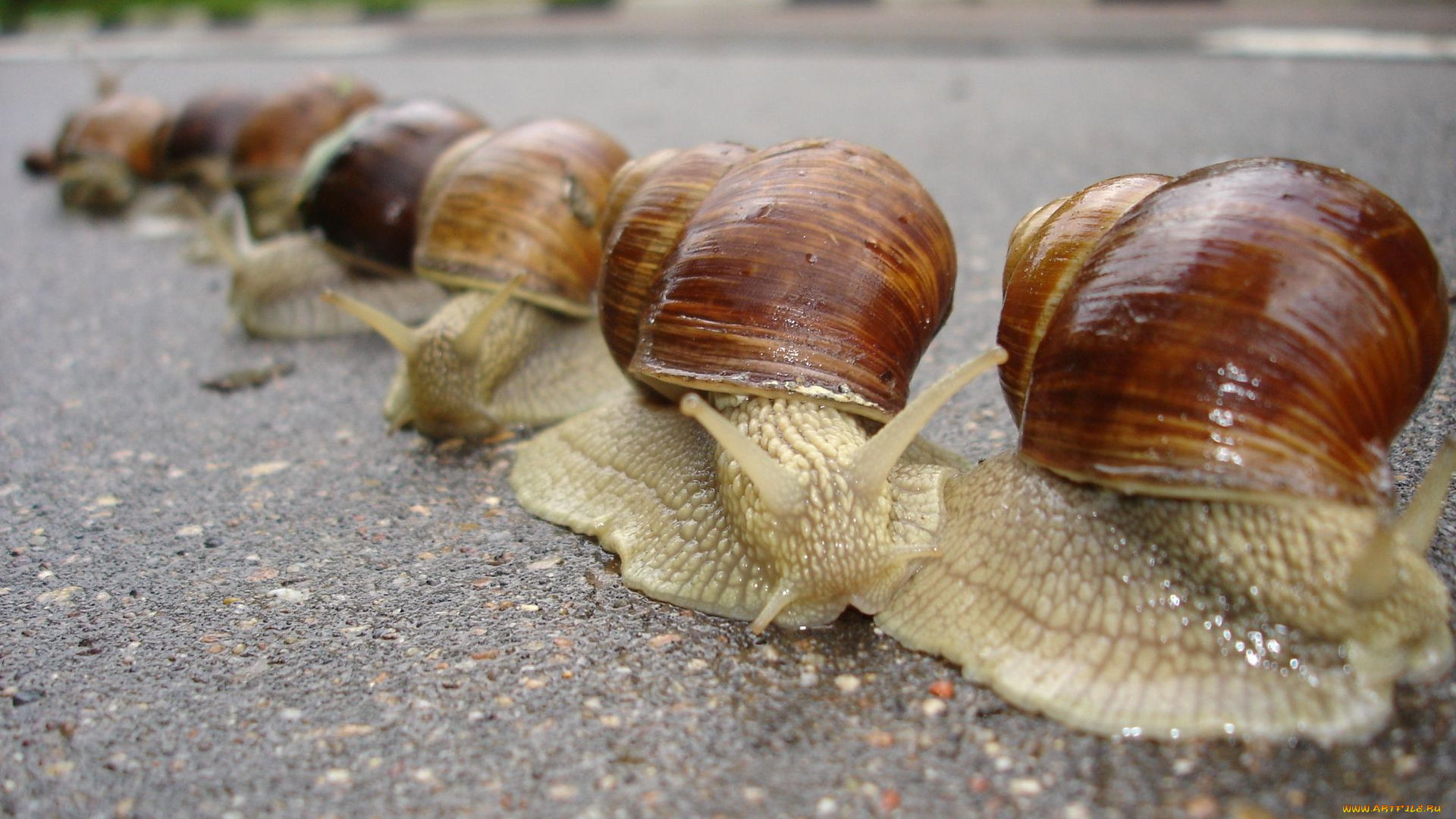 караван, животные, улитки