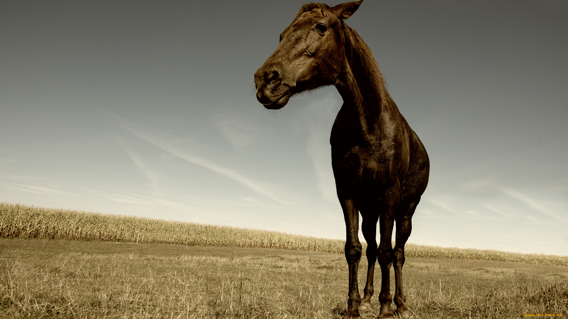 животные, лошади