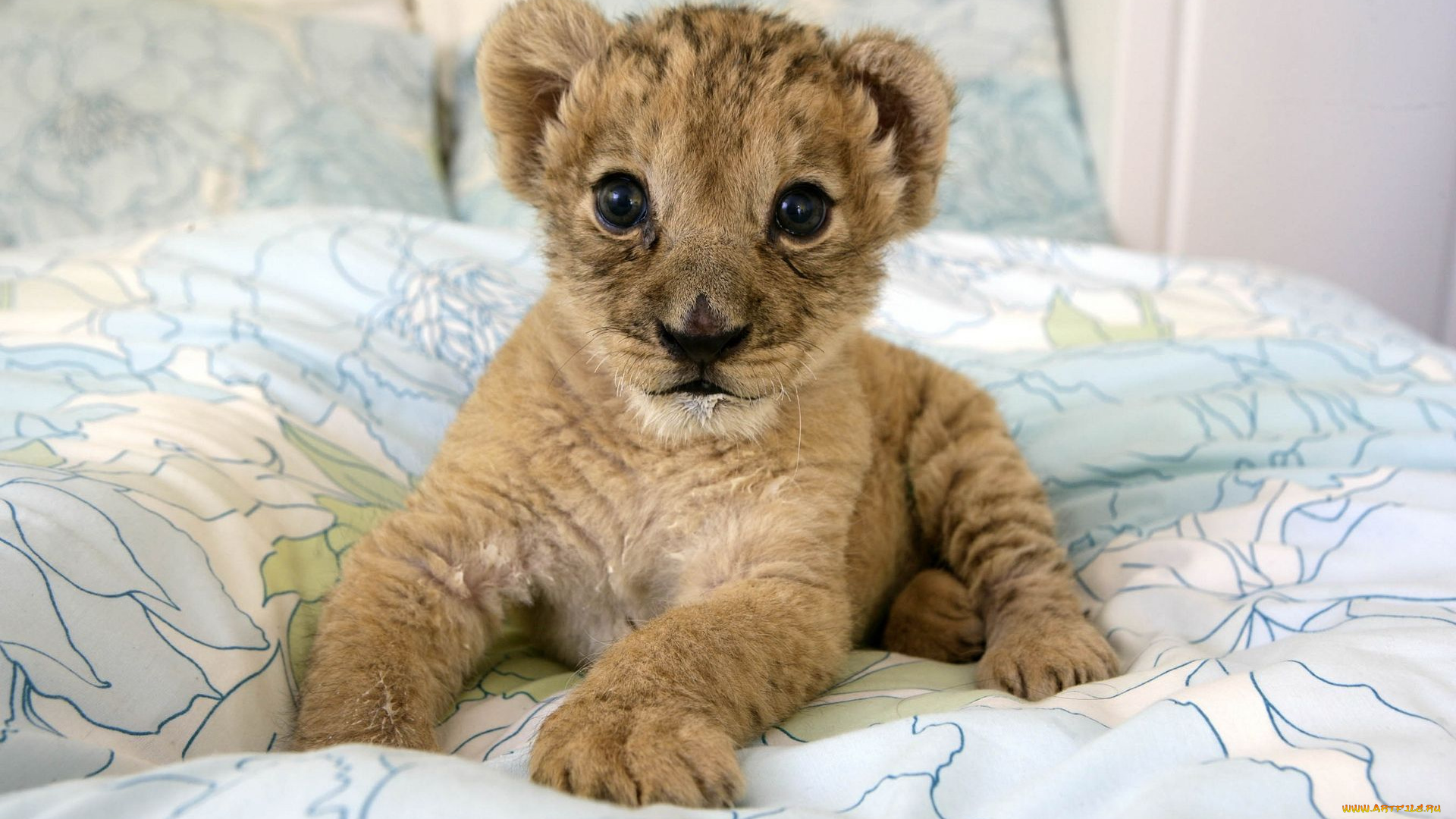 животные, львы