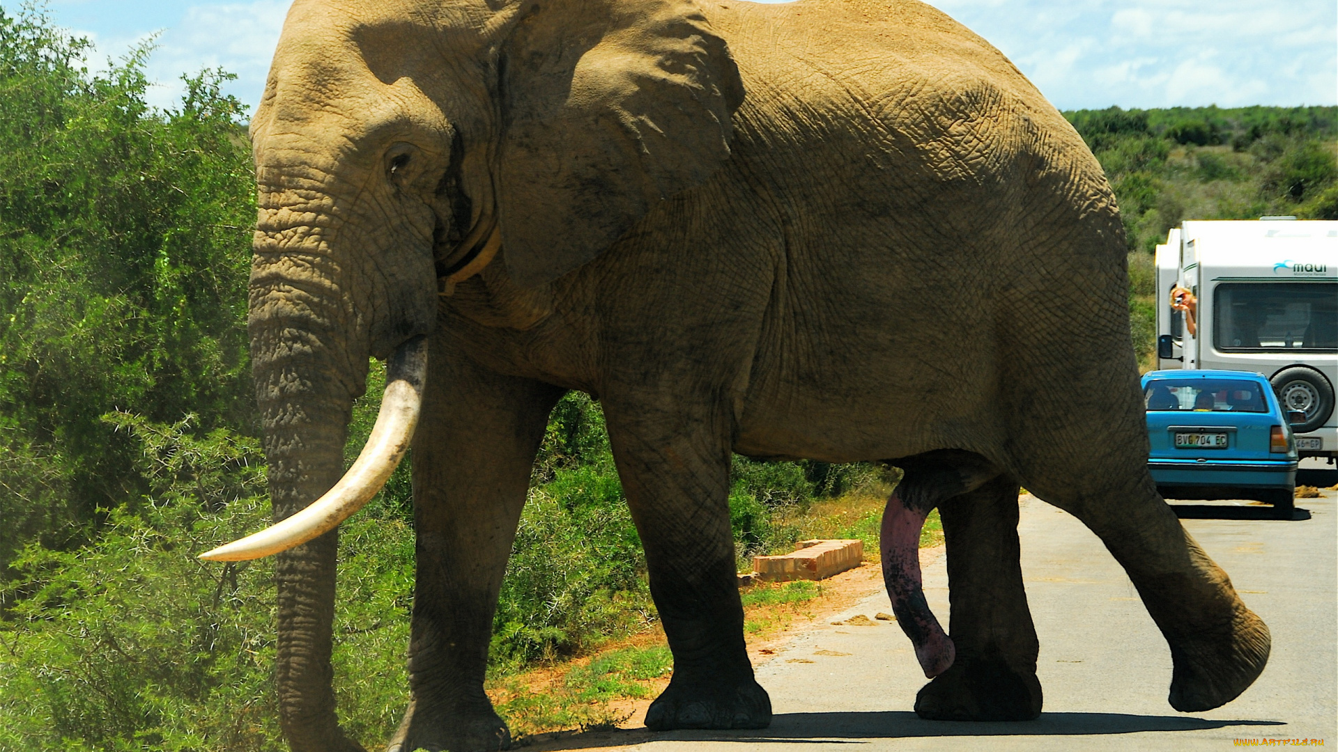 животные, слоны