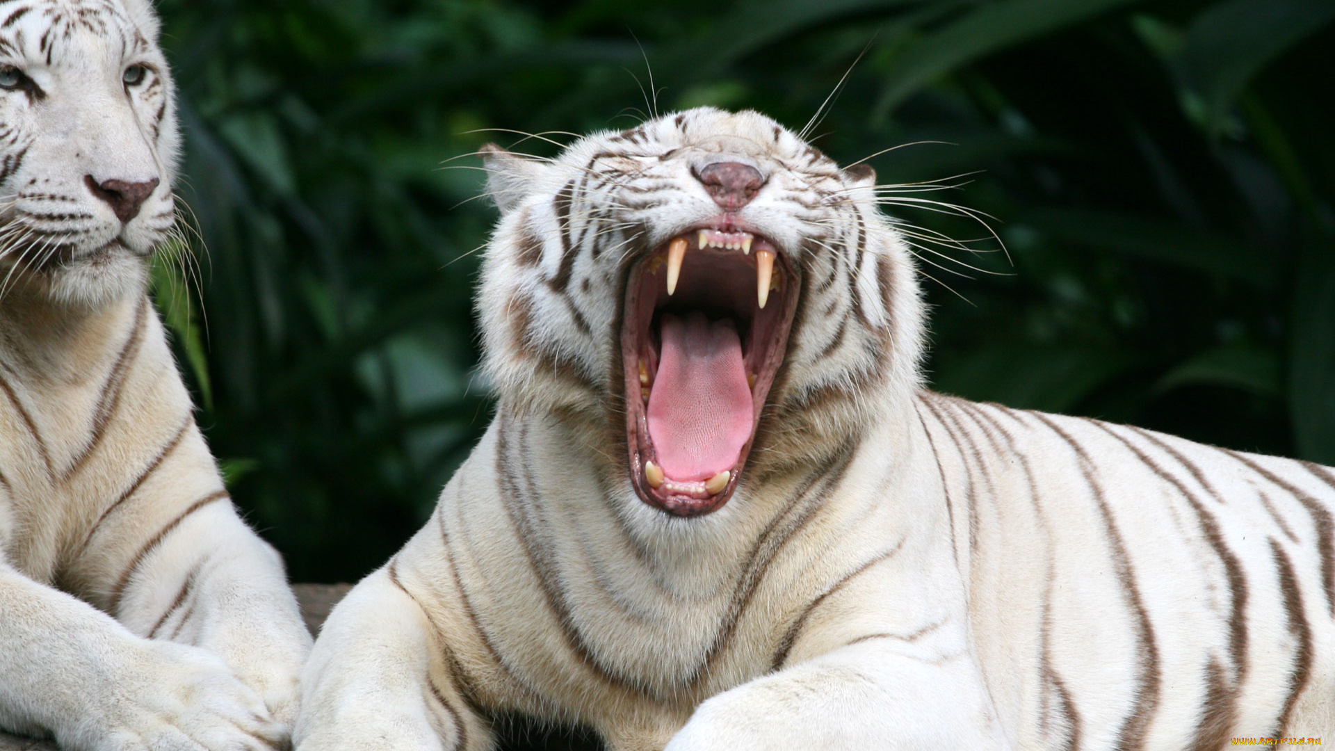 животные, тигры