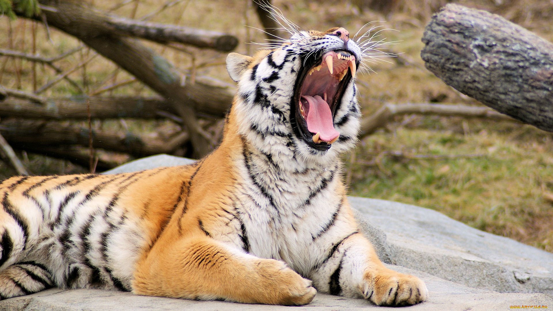 животные, тигры